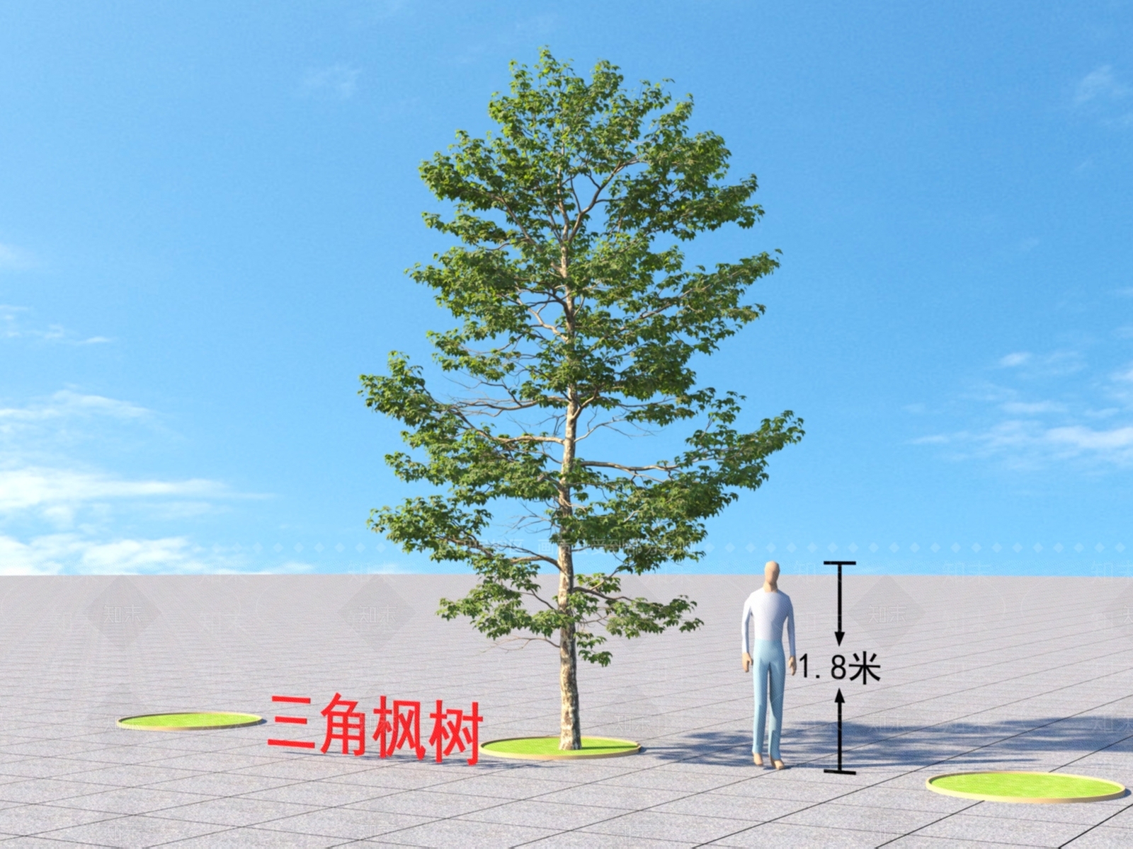 三角枫树3D模型下载【ID:1151906296】