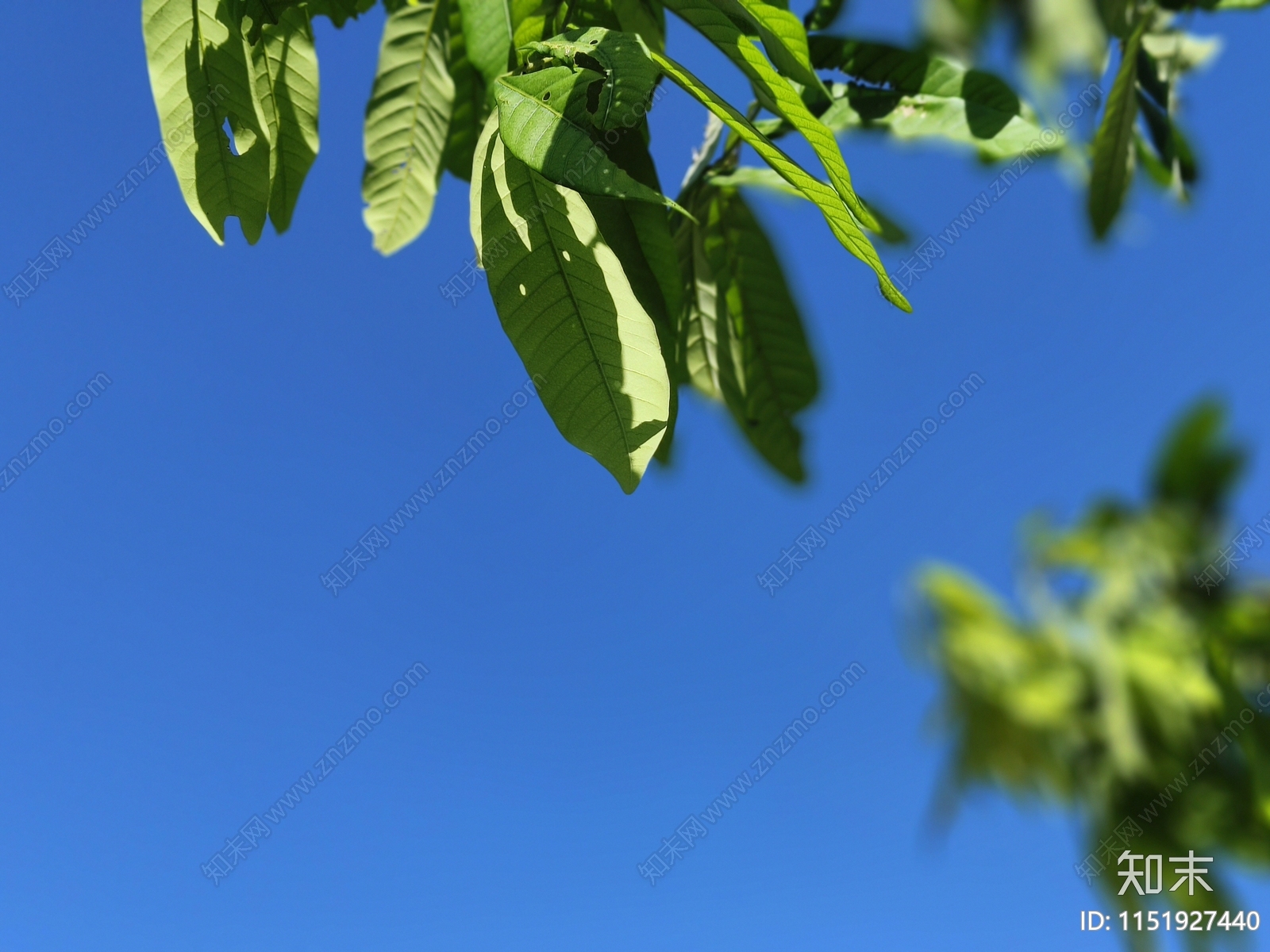 湛蓝色天空树叶前景贴图下载【ID:1151927440】