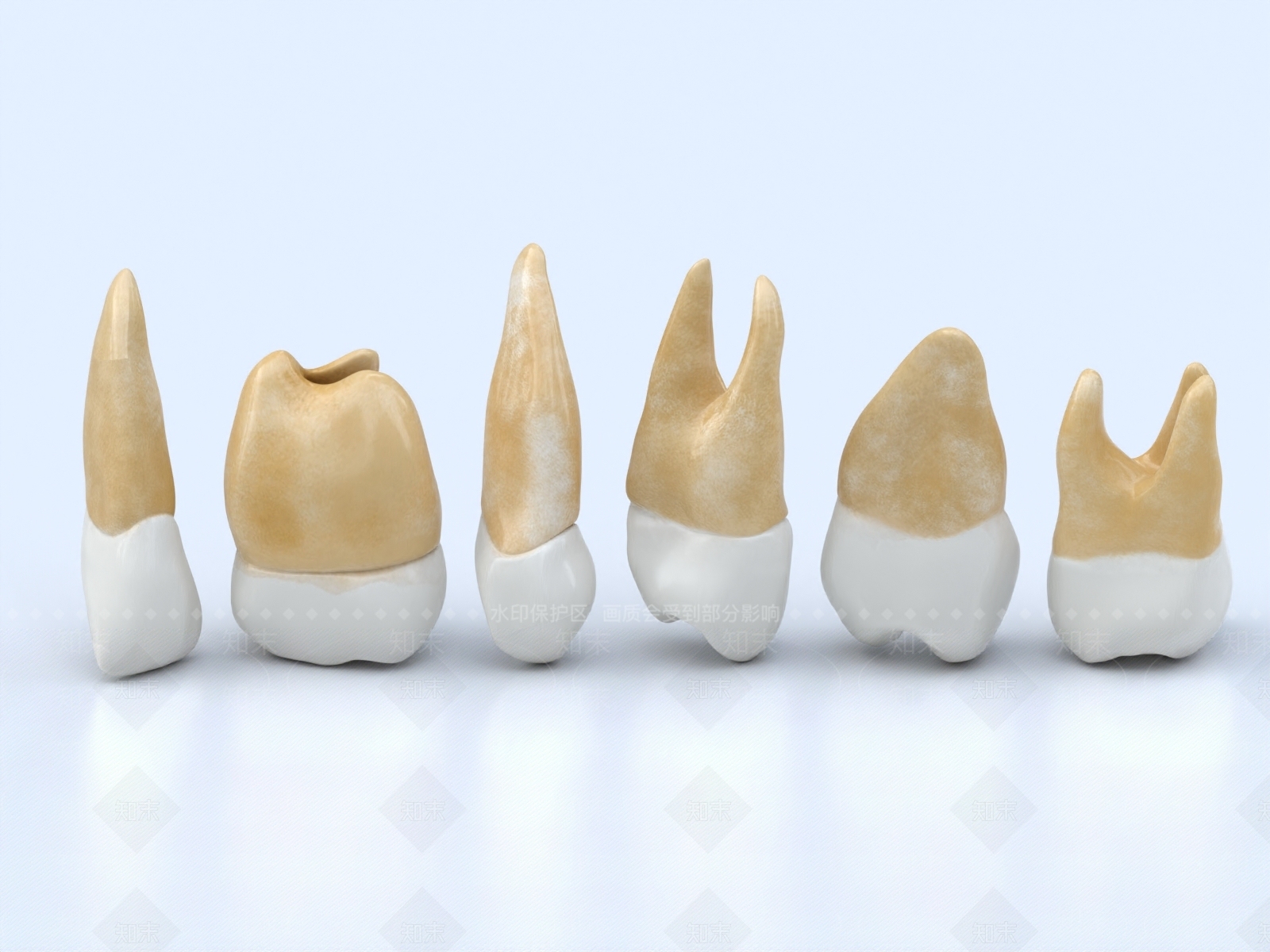 现代牙齿摆件组合3D模型下载【ID:1151947574】