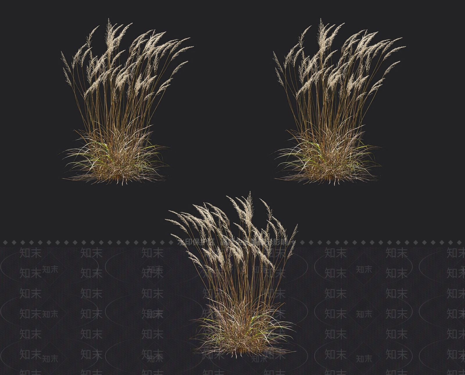 羽毛芦苇草3D模型下载【ID:1152052393】