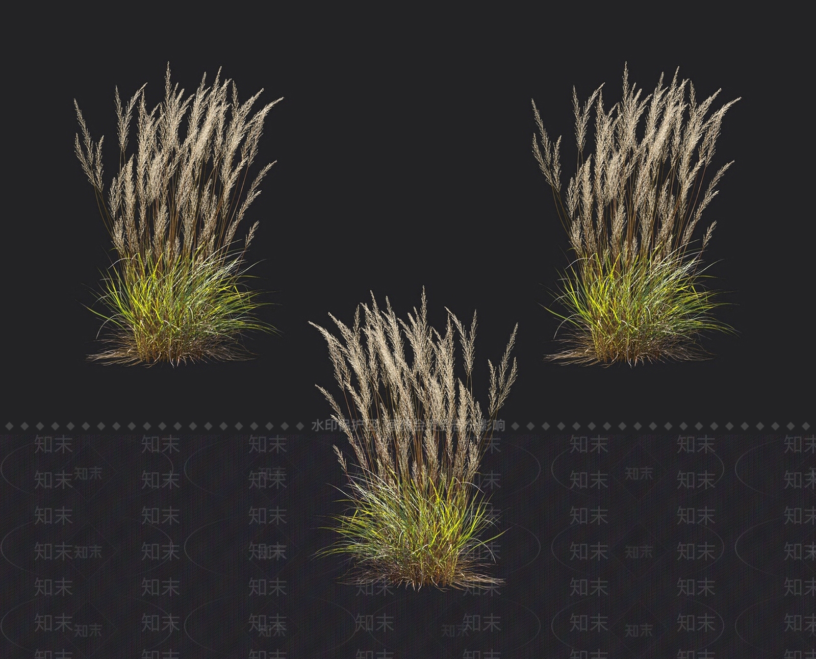 羽毛芦苇草3D模型下载【ID:1152052671】