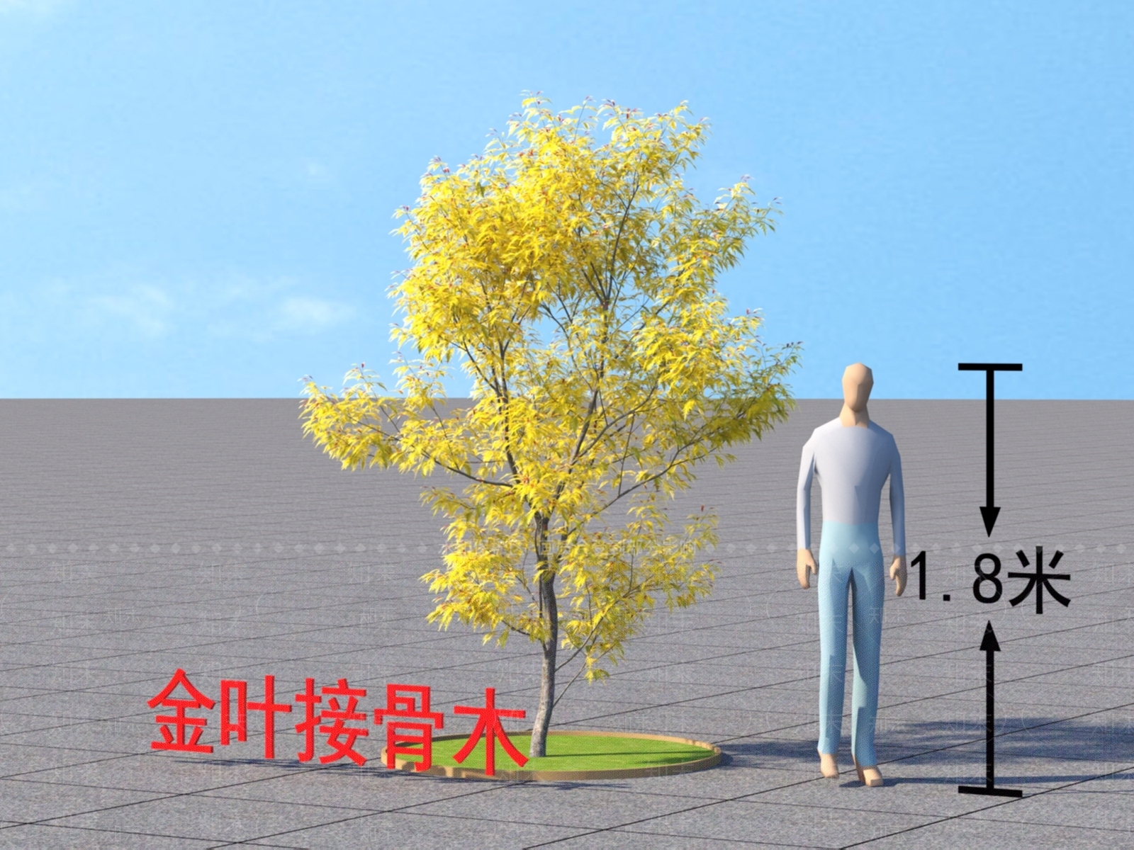 金叶接骨木3D模型下载【ID:1152163577】