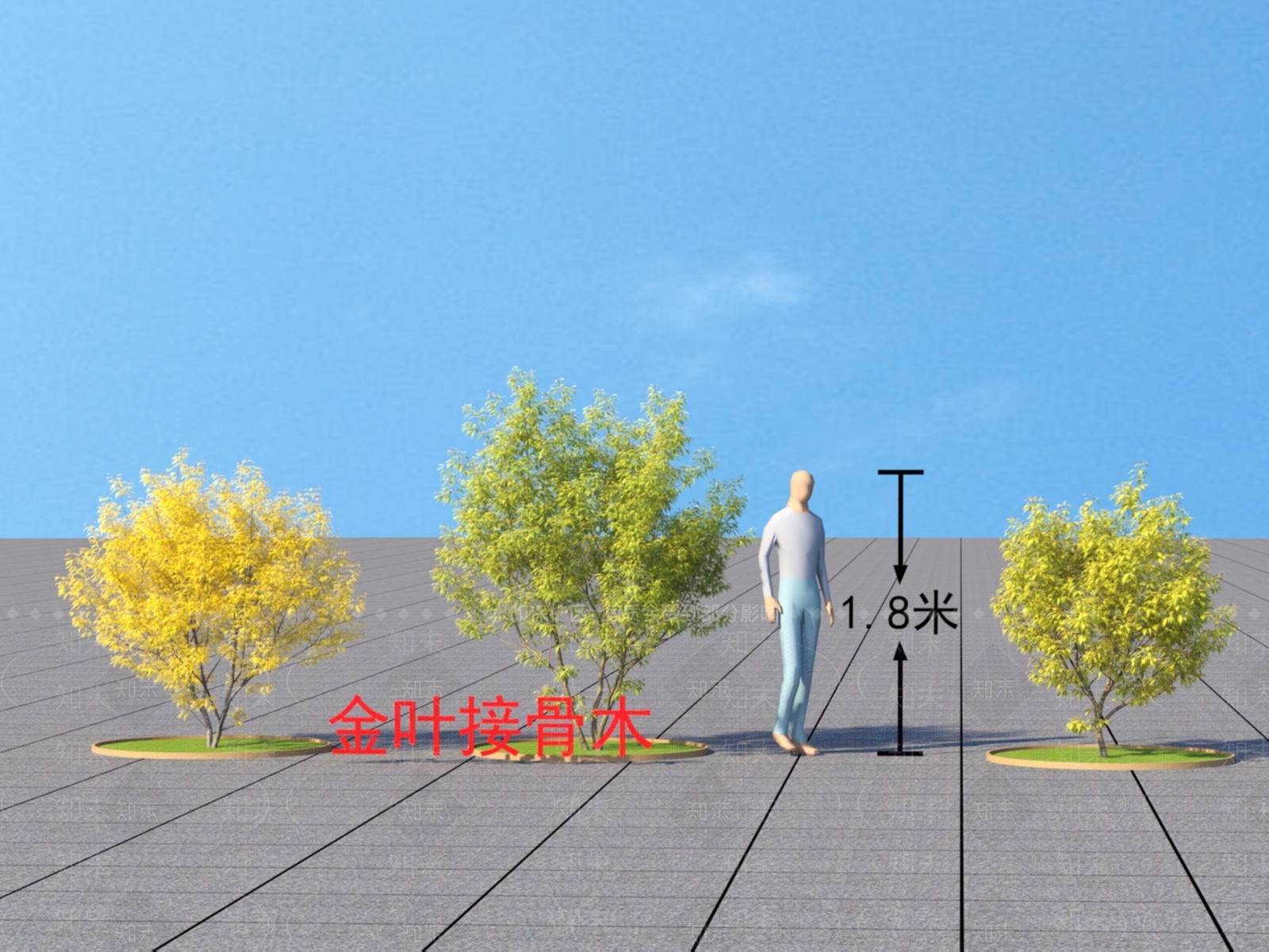 金叶接骨木3D模型下载【ID:1152164877】