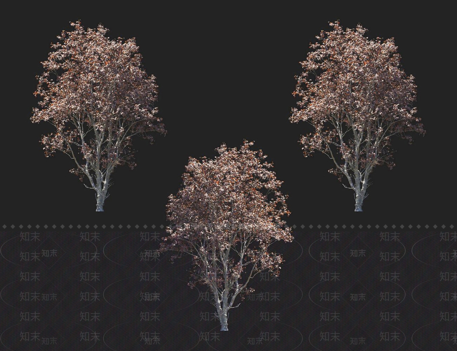 花楷槭3D模型下载【ID:1152170865】