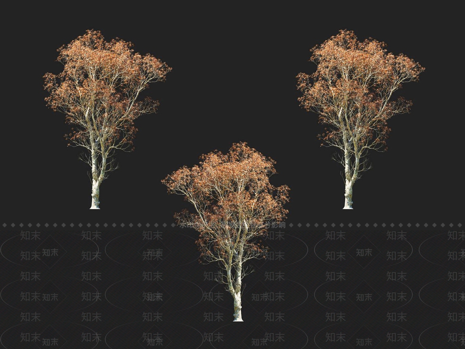 青冈栎3D模型下载【ID:1152172302】