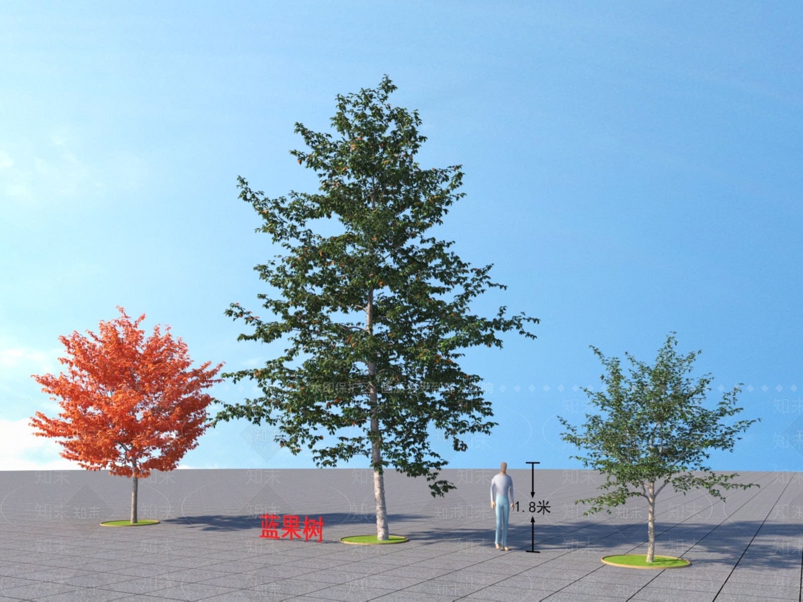 蓝果树3D模型下载【ID:1152173928】