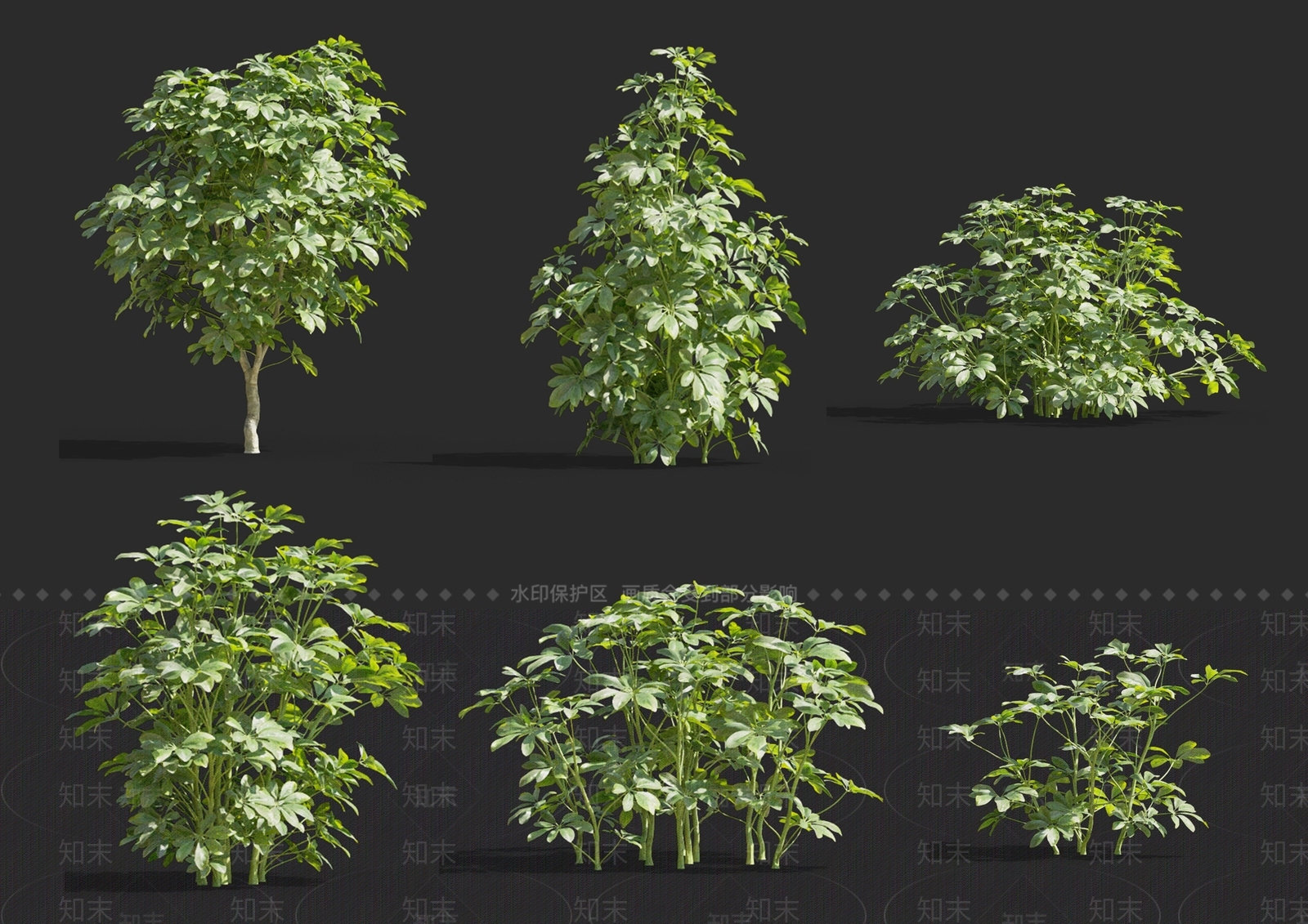 鹅掌柴SU模型下载【ID:1152224818】