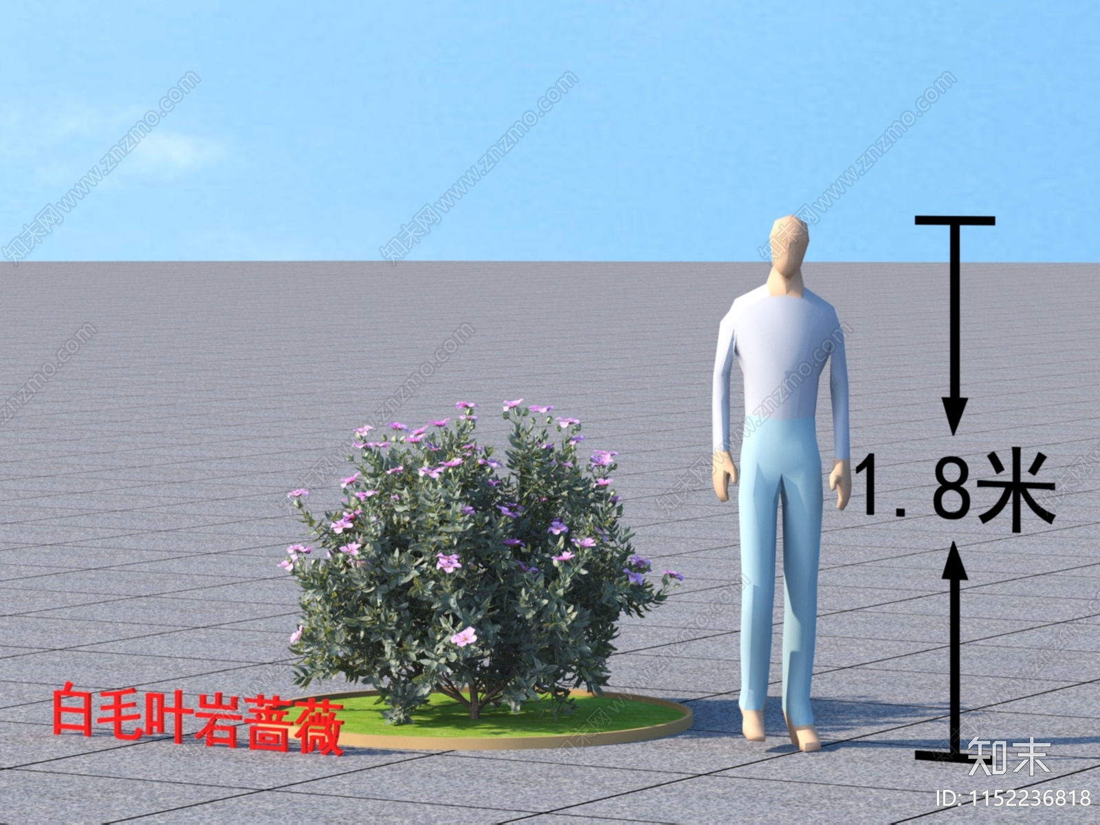 白毛叶岩蔷薇3D模型下载【ID:1152236818】