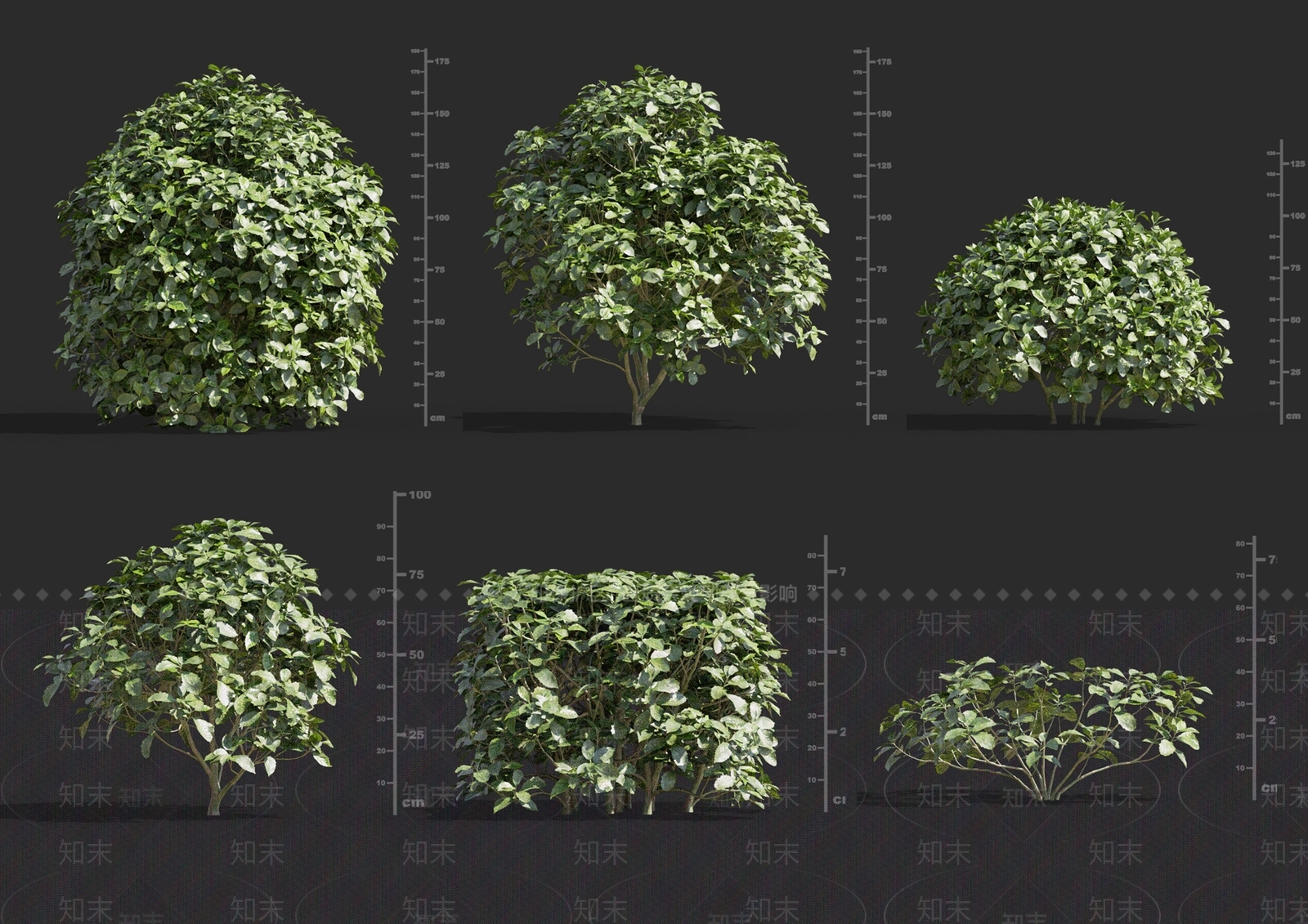 花叶青木SU模型下载【ID:1152250106】