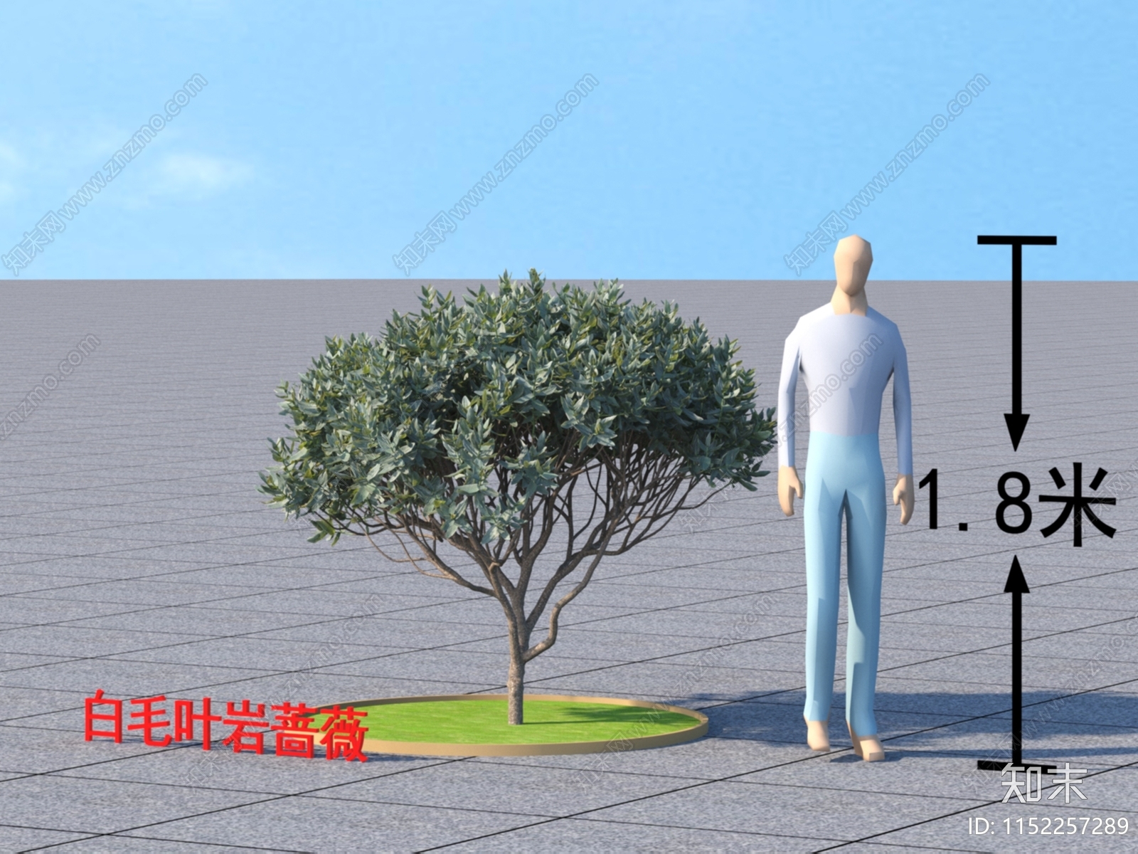 白毛叶岩蔷薇3D模型下载【ID:1152257289】