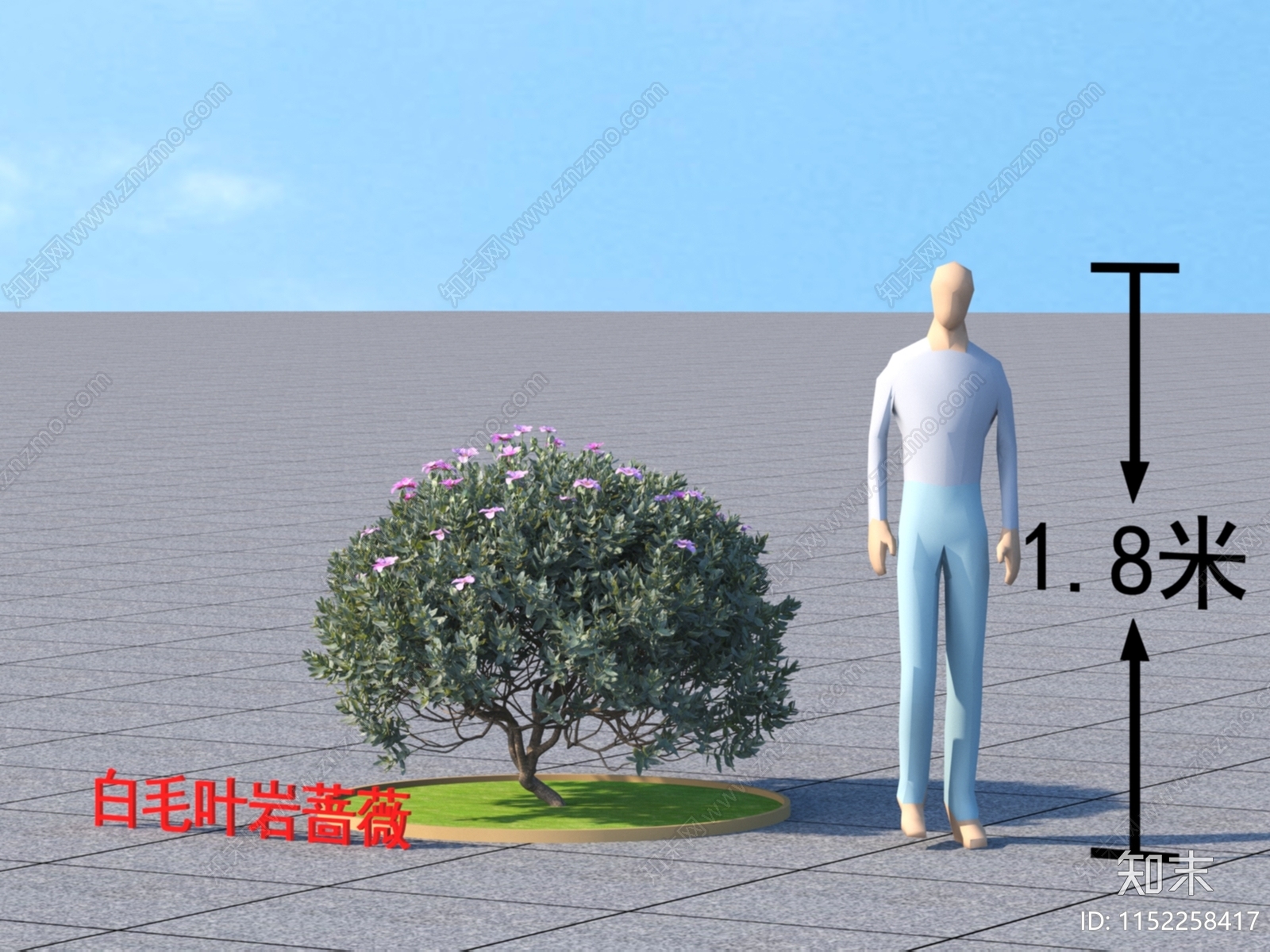 白毛叶岩蔷薇3D模型下载【ID:1152258417】