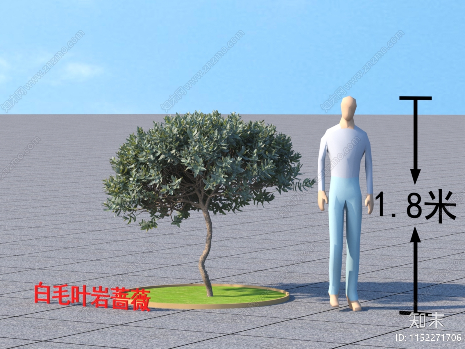 白毛叶岩蔷薇3D模型下载【ID:1152271706】