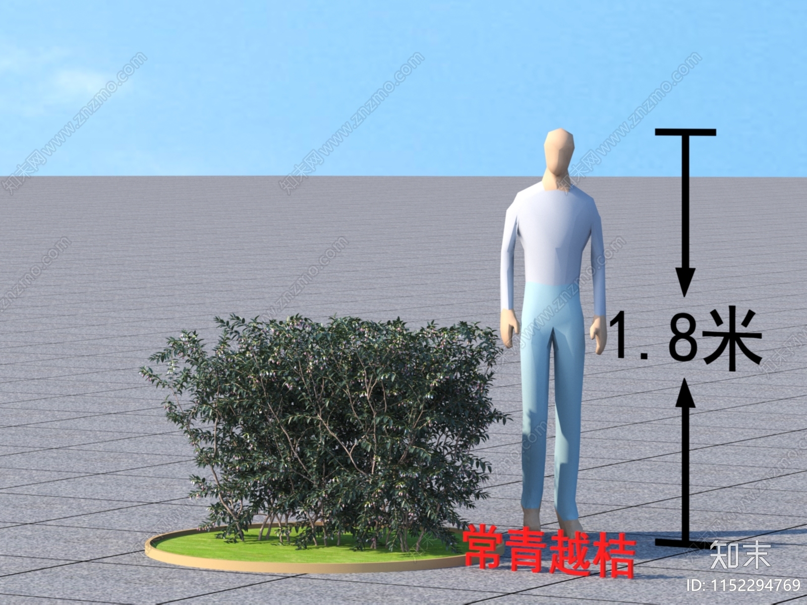 常青越桔3D模型下载【ID:1152294769】