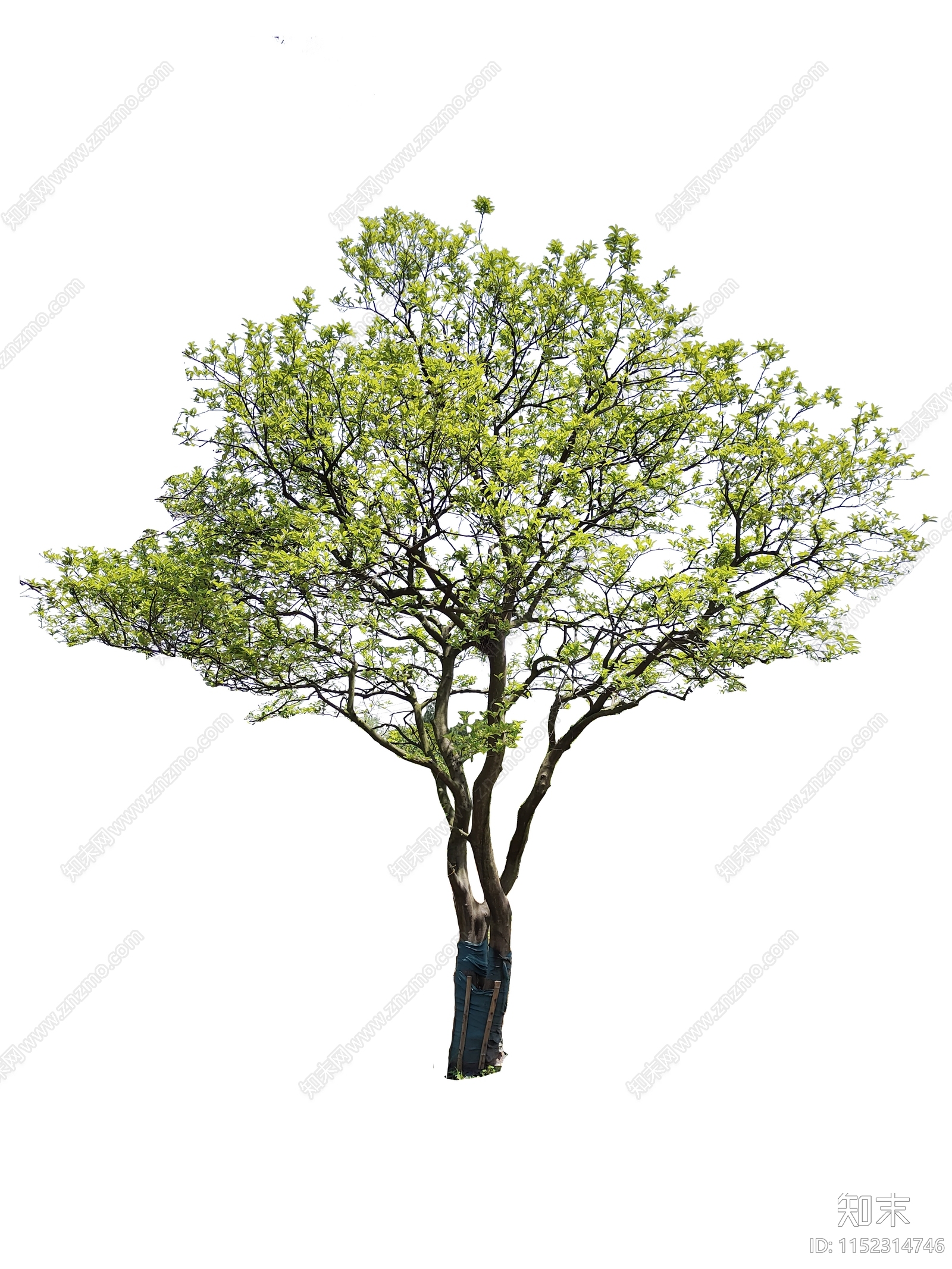 乔木设计素材精品下载_知末网