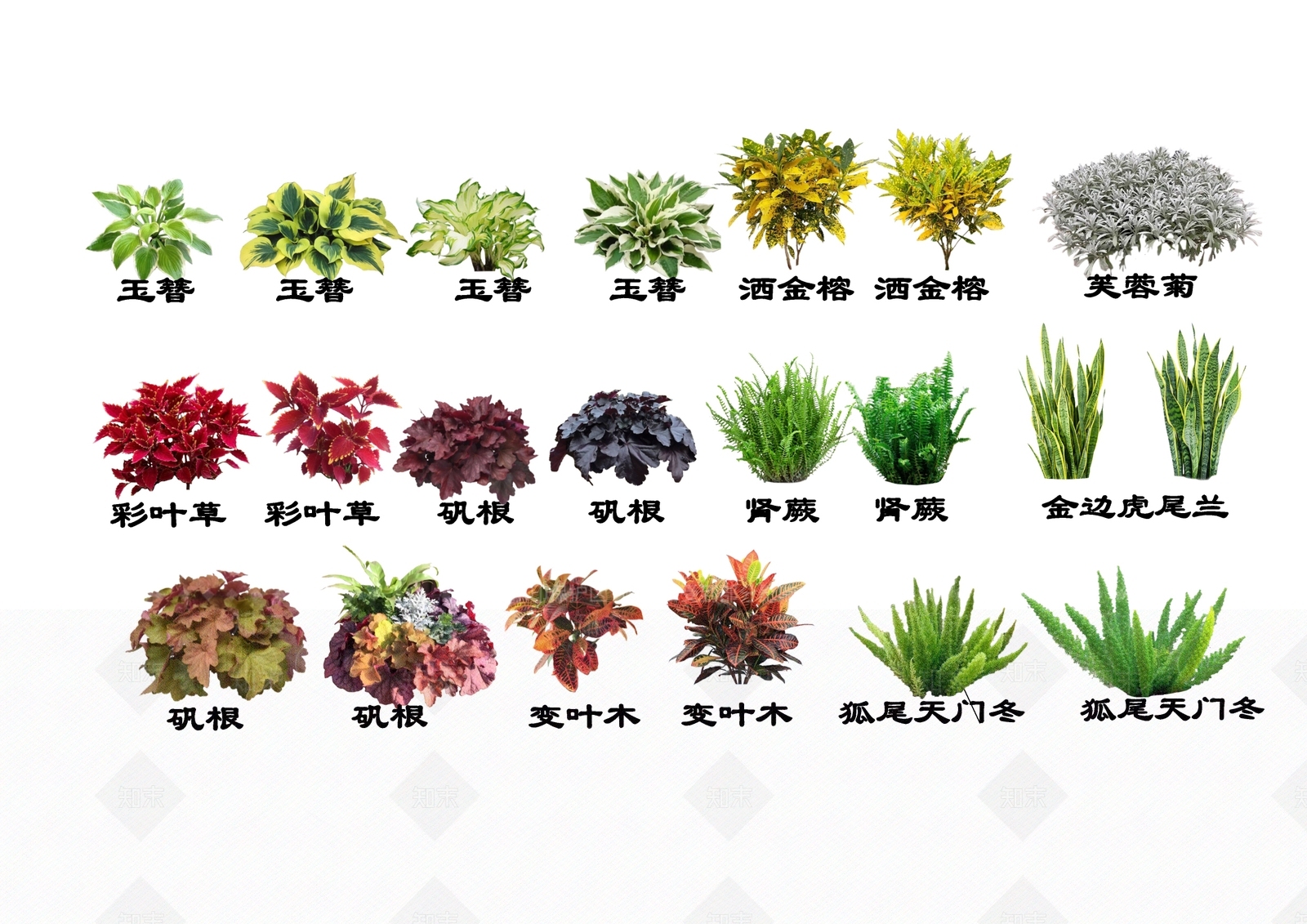 2D观叶灌木地被植物SU模型下载【ID:1152341813】