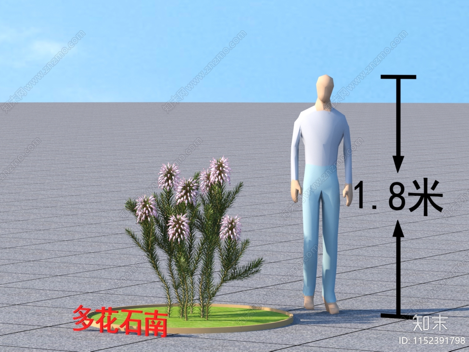 多花石南3D模型下载【ID:1152391798】