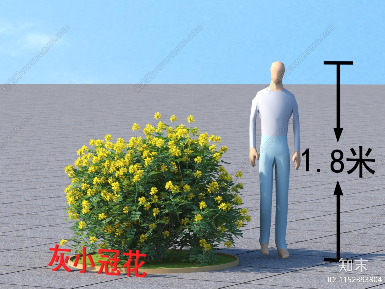 灰小冠花3D模型下载【ID:1152393804】