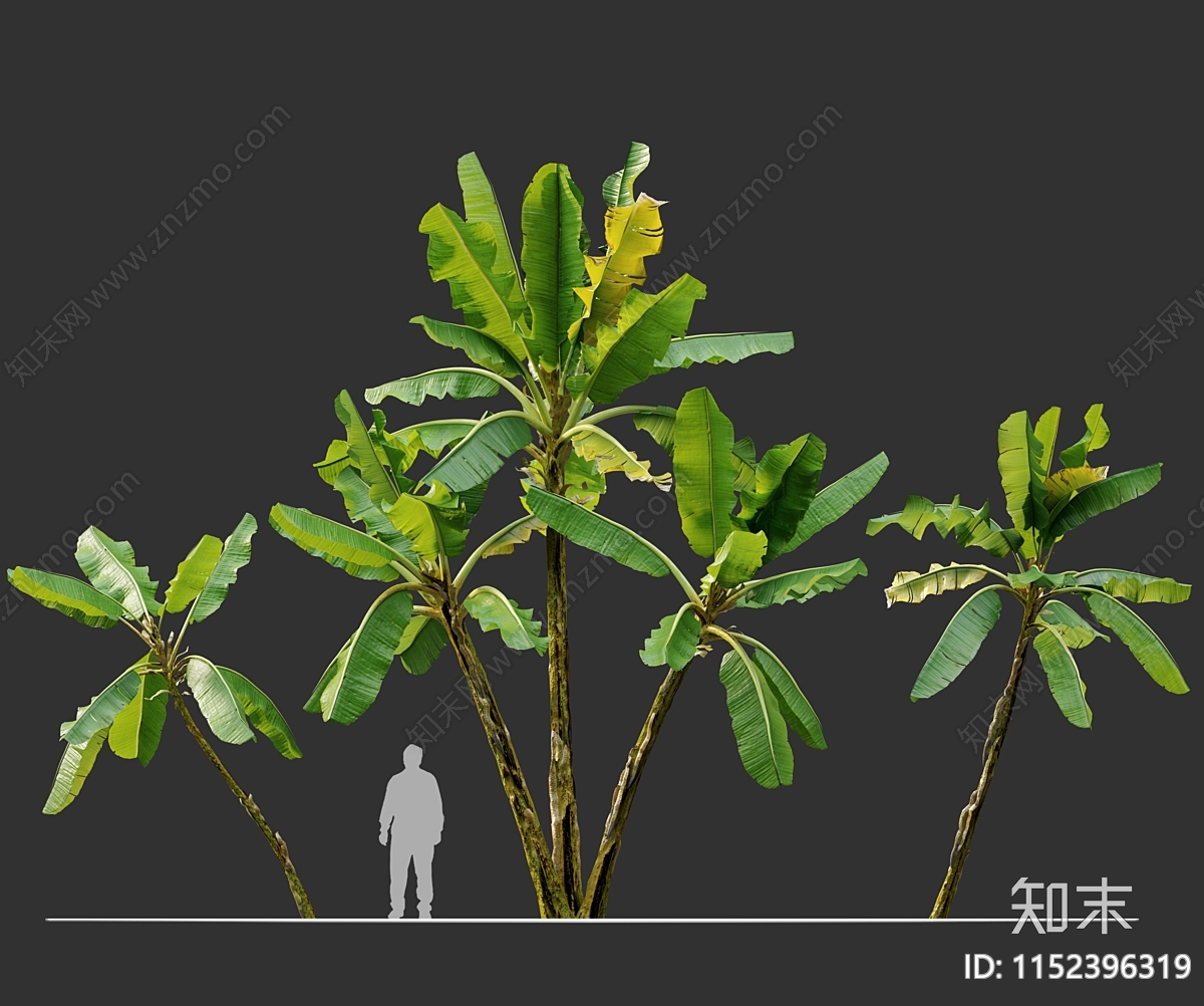 芭蕉树SU模型下载【ID:1152396319】