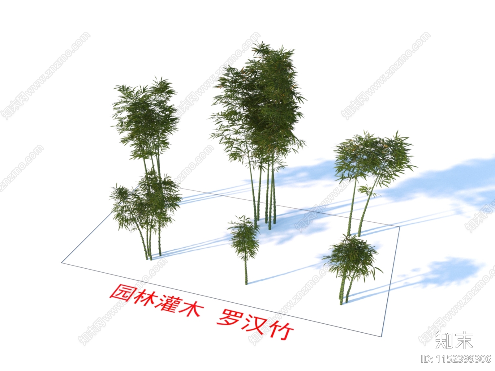 罗汉竹3D模型下载【ID:1152399306】