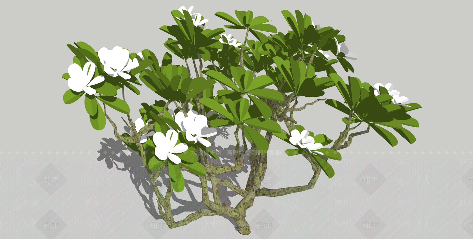 鸡蛋花SU模型下载【ID:1152540130】