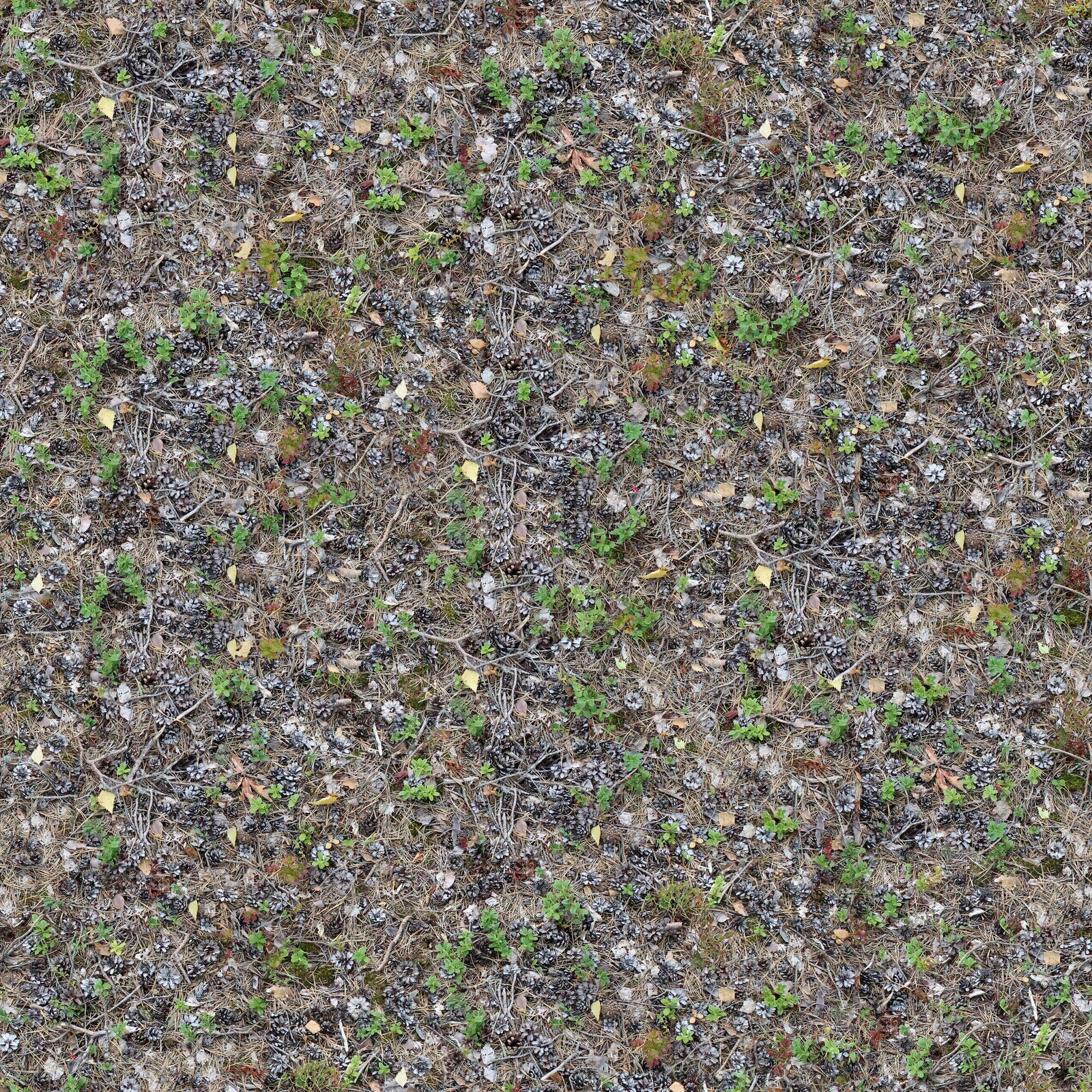 无缝杂草松果落叶地面贴图下载【ID:1152599428】