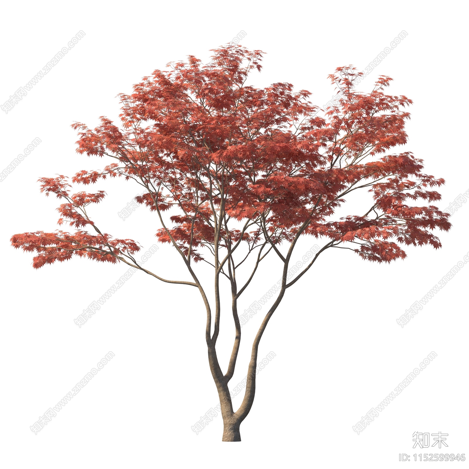乔木设计素材精品下载_知末网