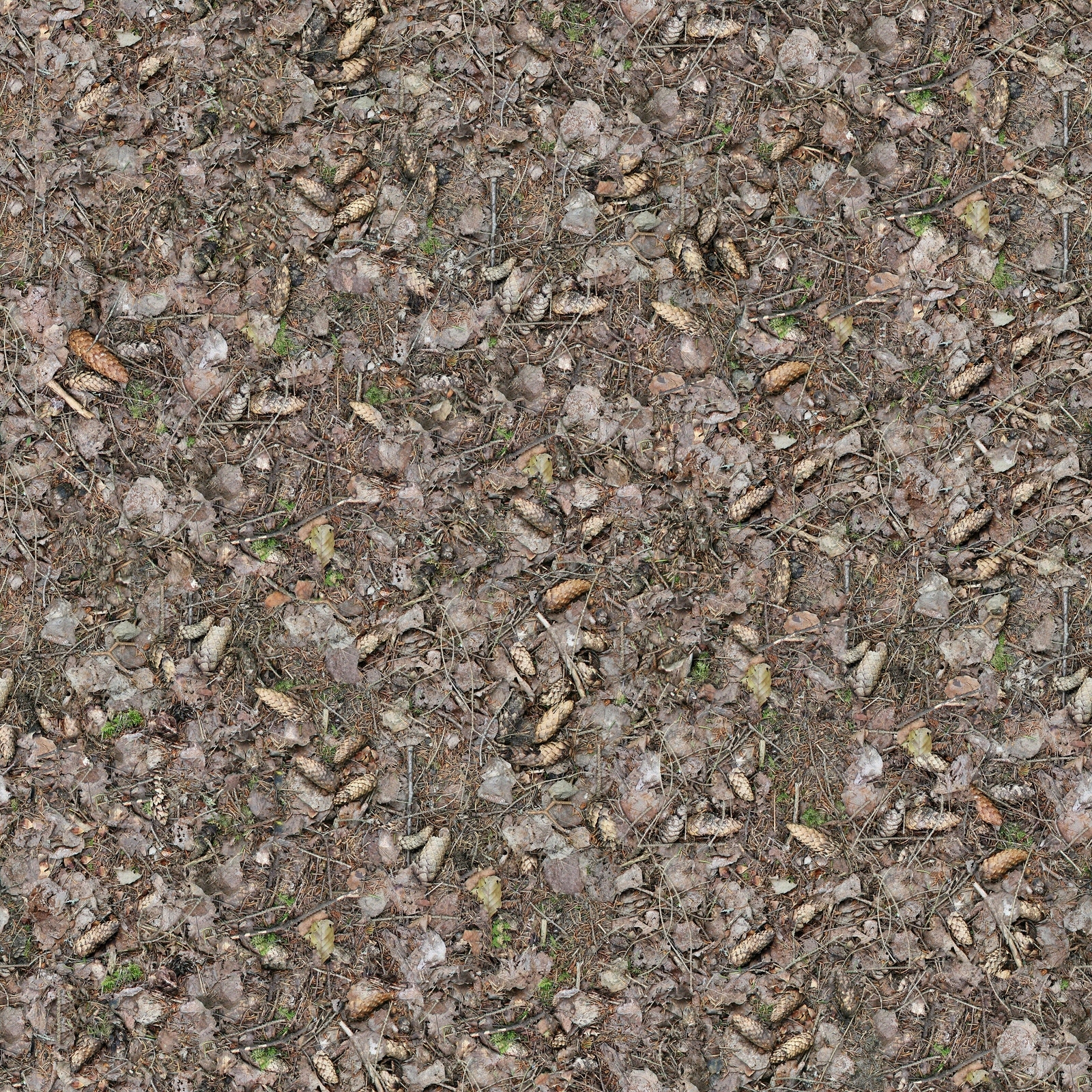 无缝落叶松果地面贴图下载【ID:1152602235】