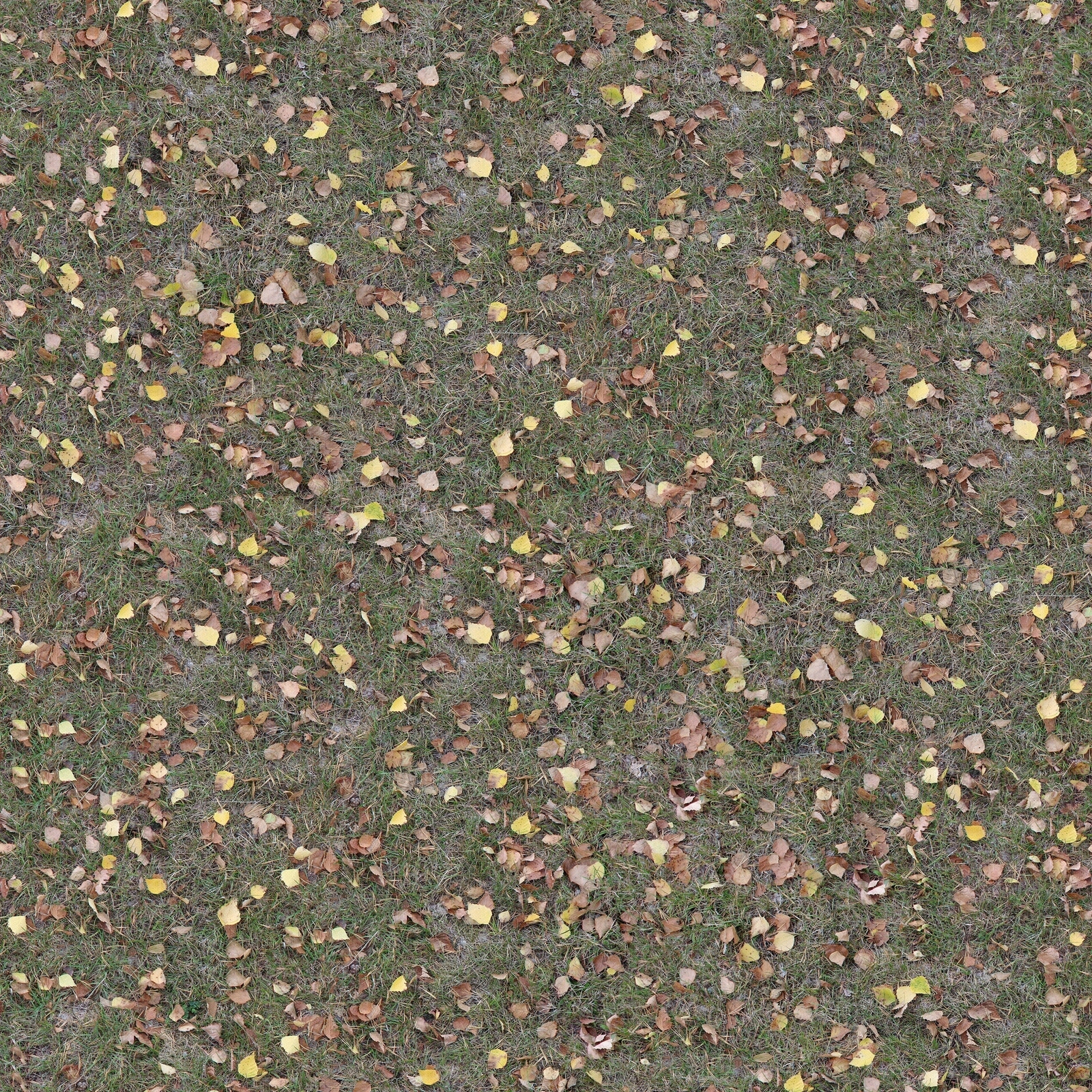 无缝草地落叶地面贴图下载【ID:1152602407】