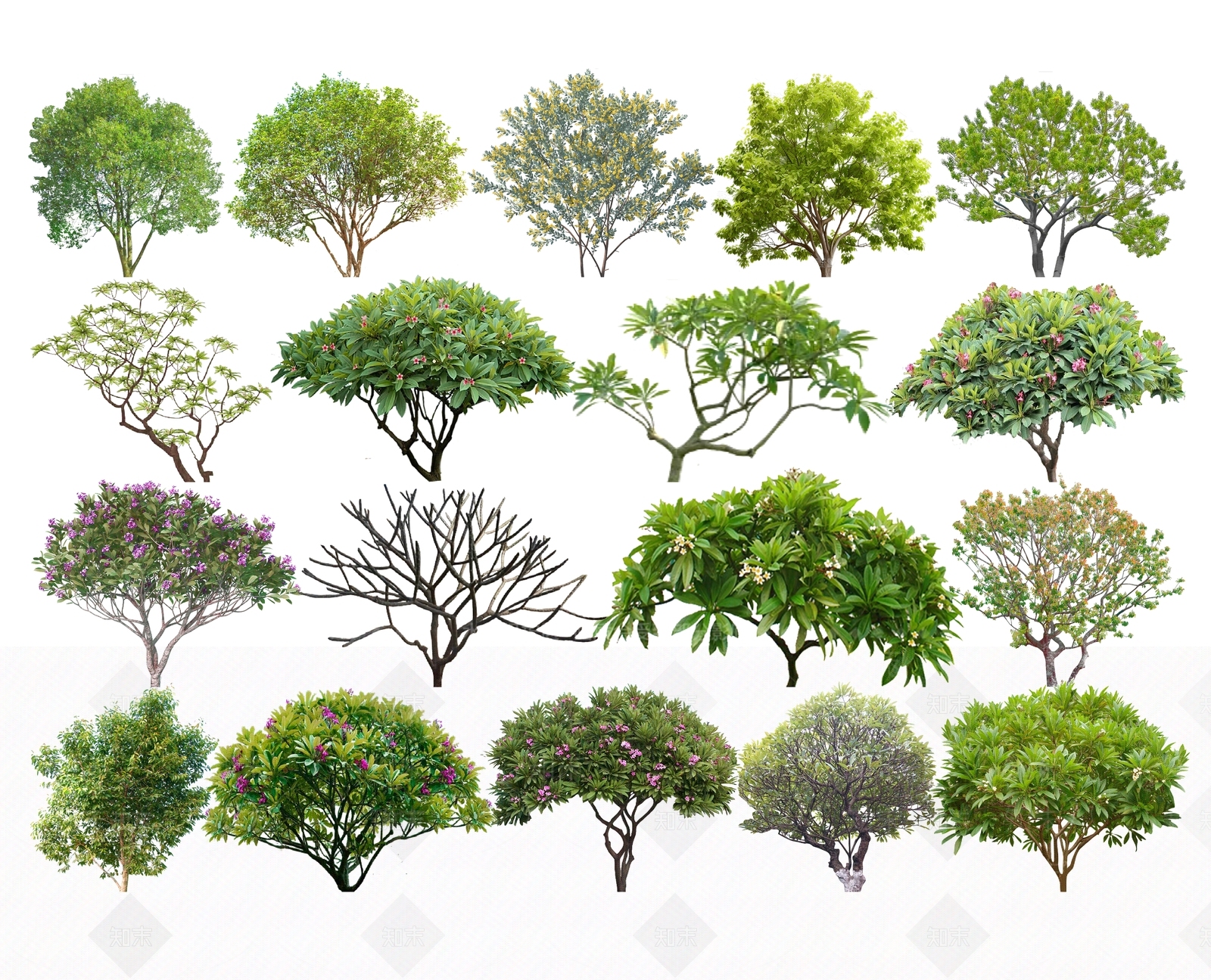 2D鸡蛋花SU模型下载【ID:1152834769】