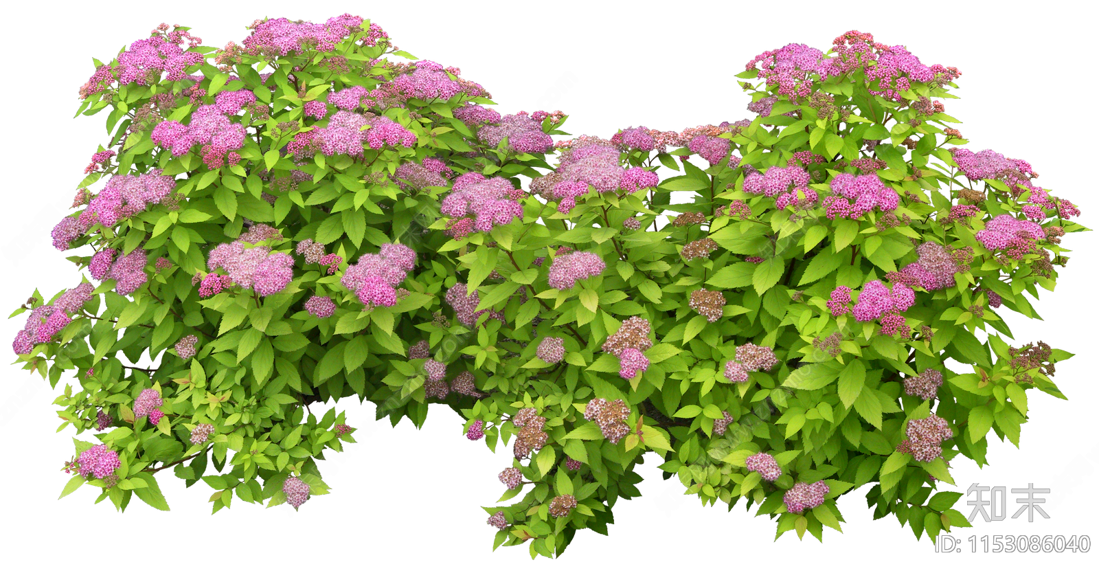 PNG免抠观赏景观植物金山绣线菊下载【ID:1153086040】