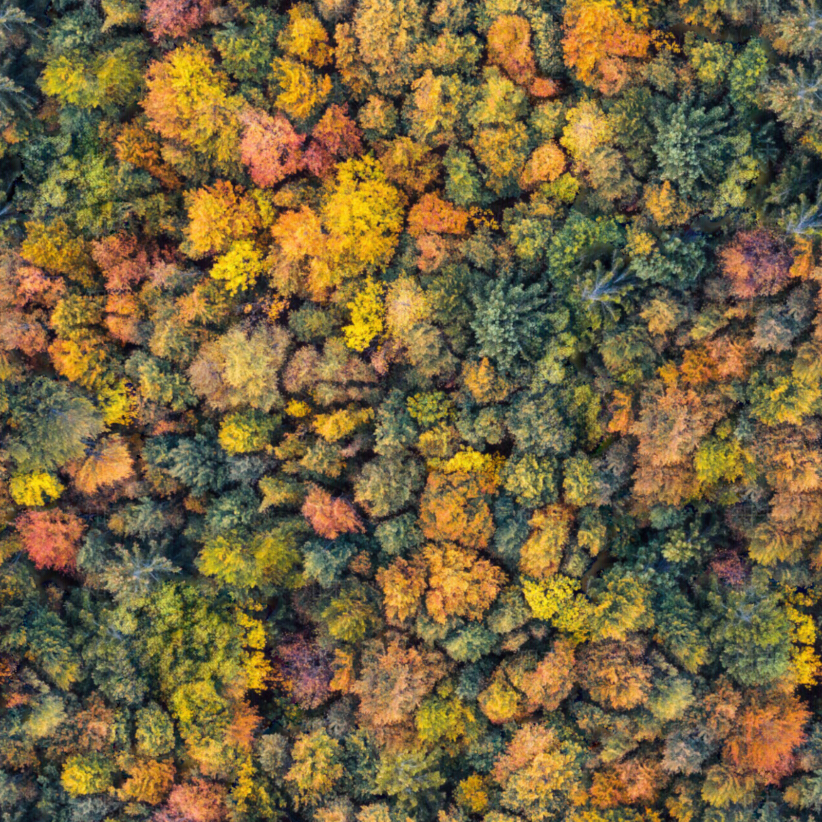无缝秋天色彩丰富的树林森林俯视图贴图下载【ID:1153092003】