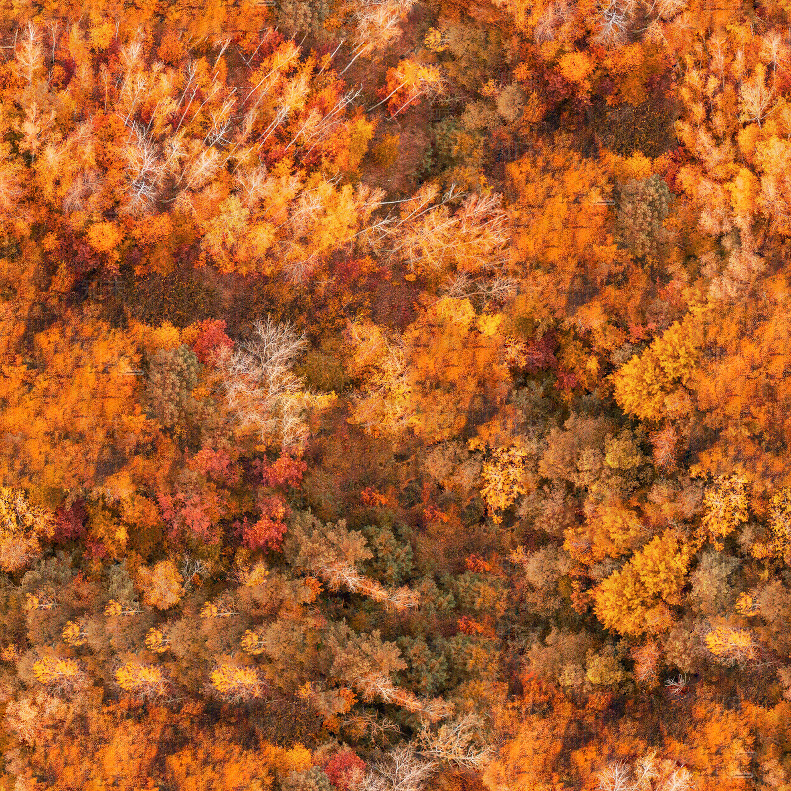 无缝秋天色彩丰富的树林森林俯视图贴图下载【ID:1153094335】