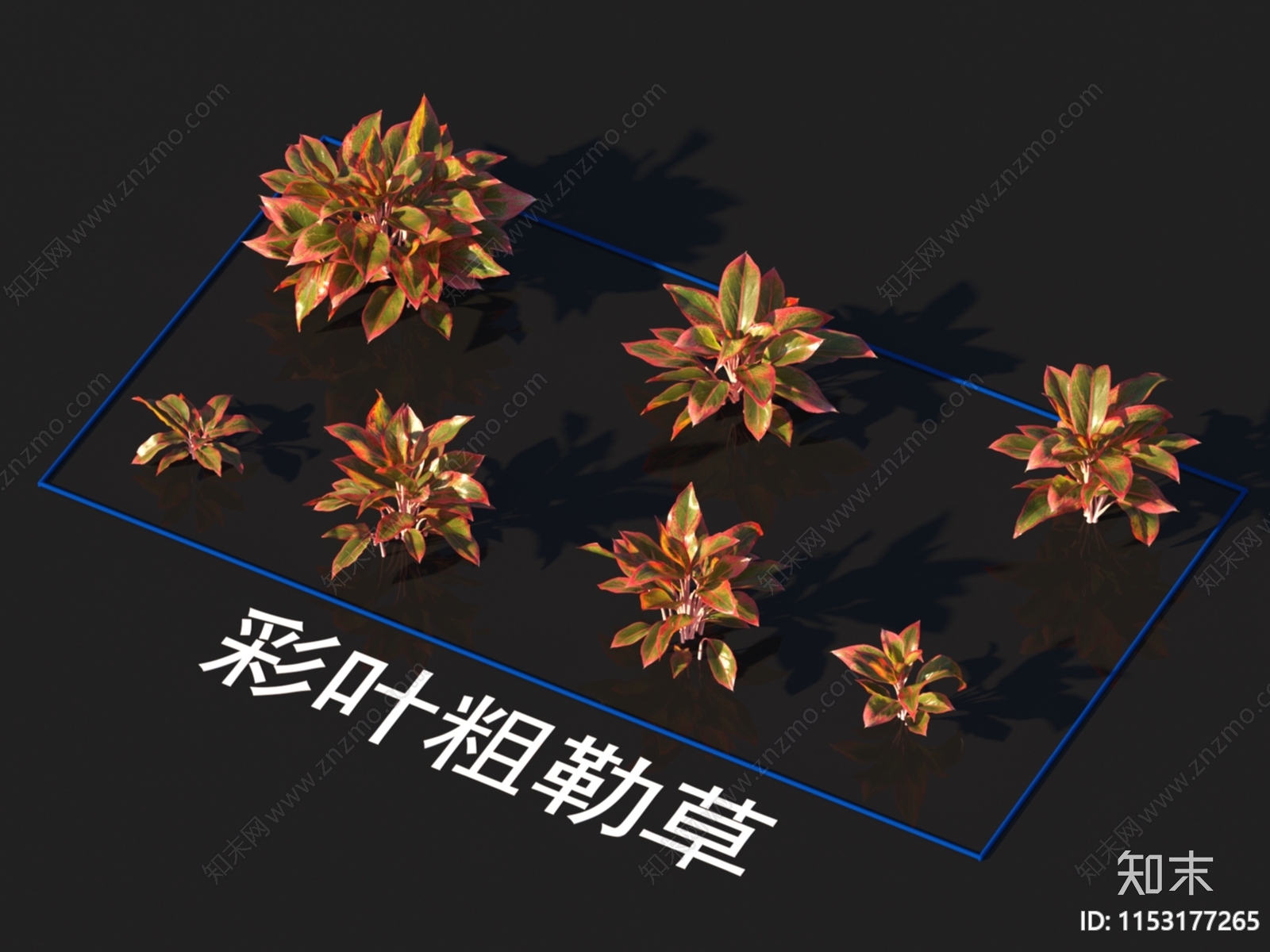 彩叶粗勒草3D模型下载【ID:1153177265】