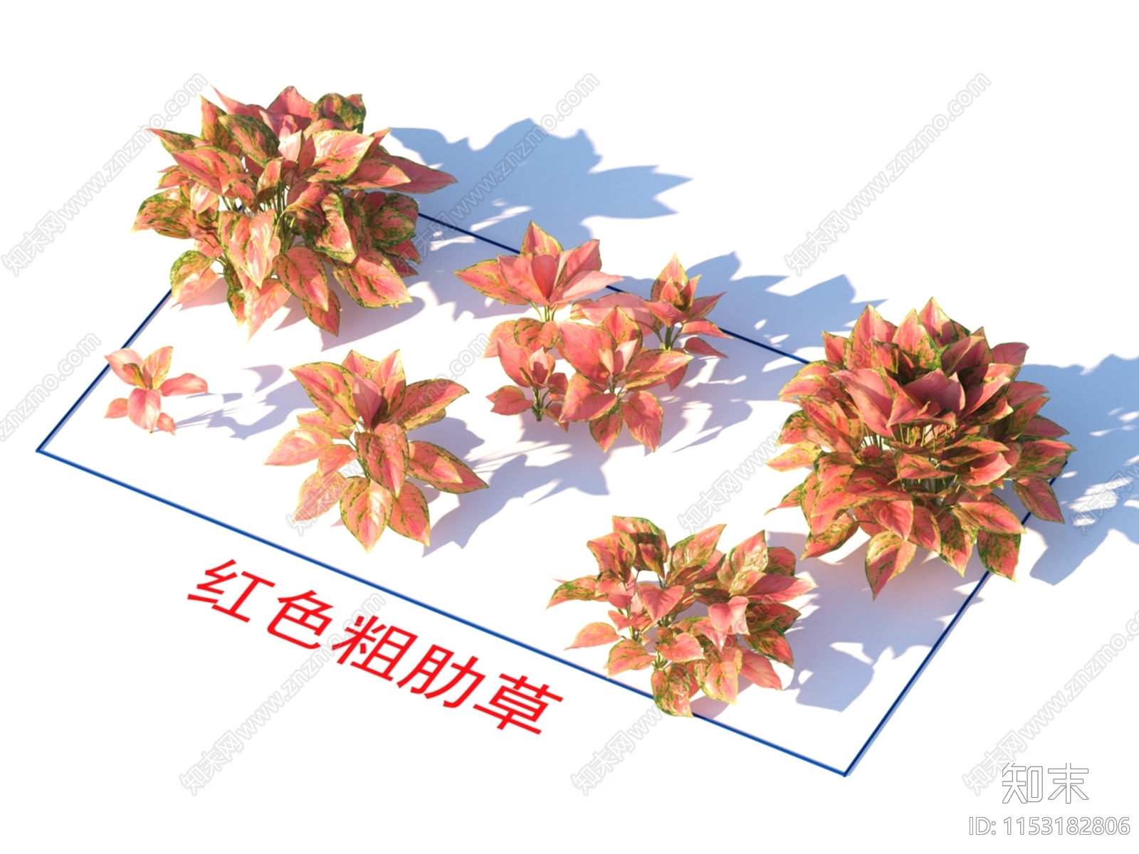 红色粗肋草3D模型下载【ID:1153182806】