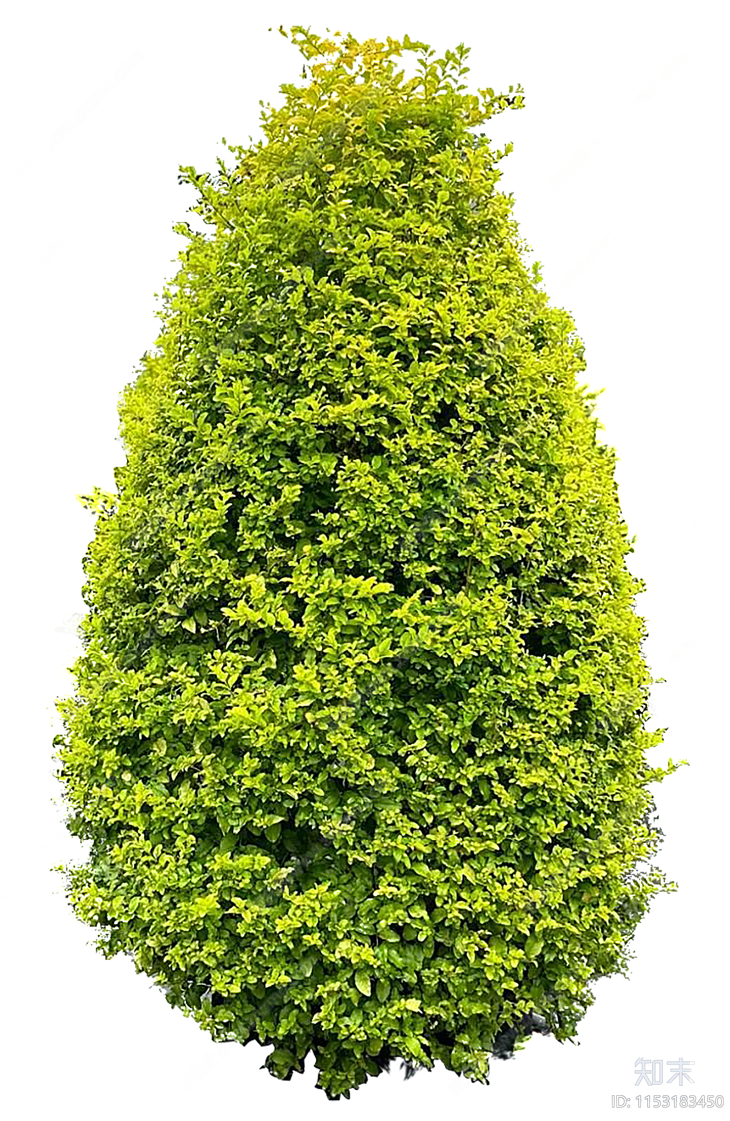 PNG免抠塔形亮晶女贞下载【ID:1153183450】