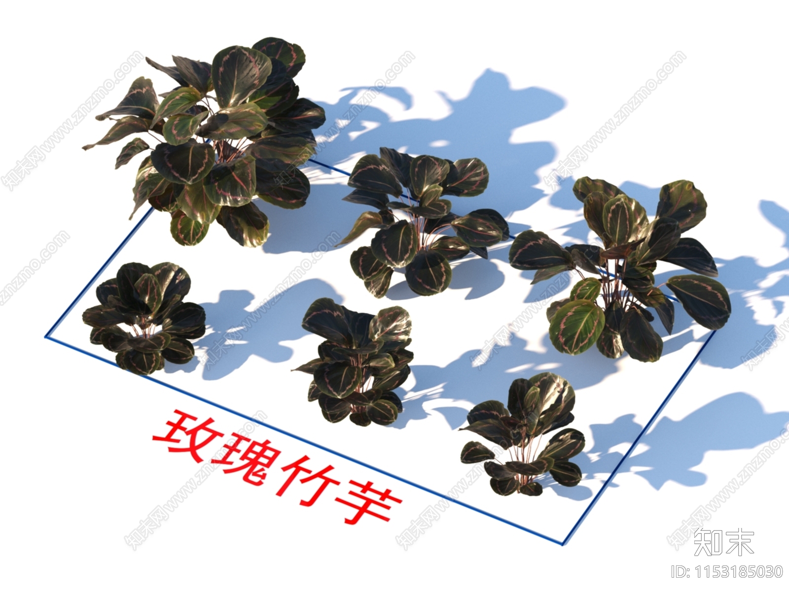 玫瑰竹芋3D模型下载【ID:1153185030】