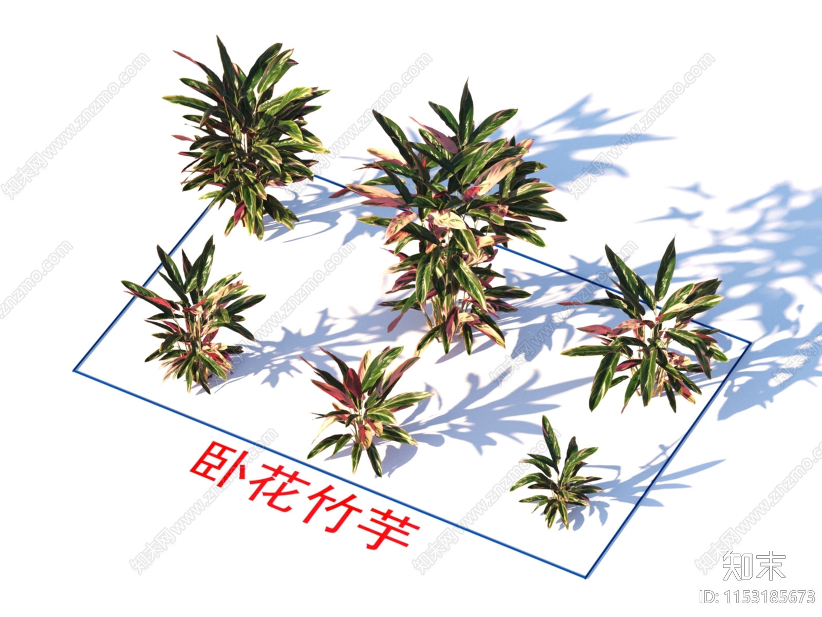 卧花竹芋3D模型下载【ID:1153185673】