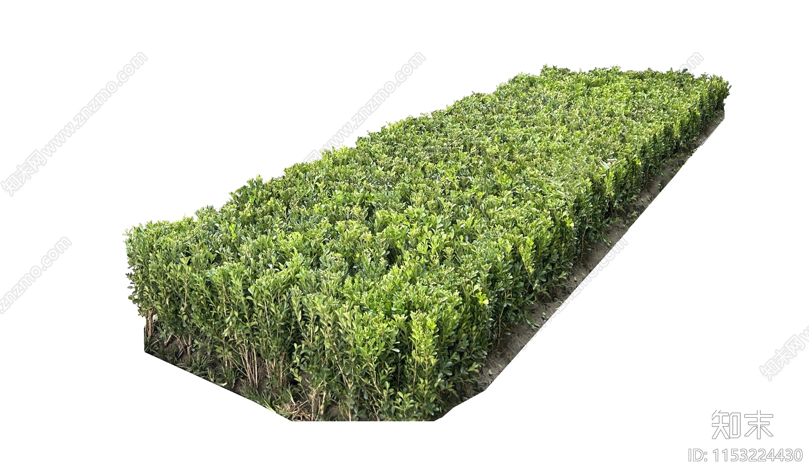 灌木设计素材精品下载_知末网