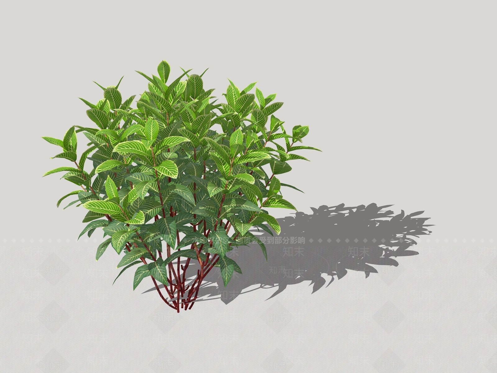 金脉爵床SU模型下载【ID:1153225949】