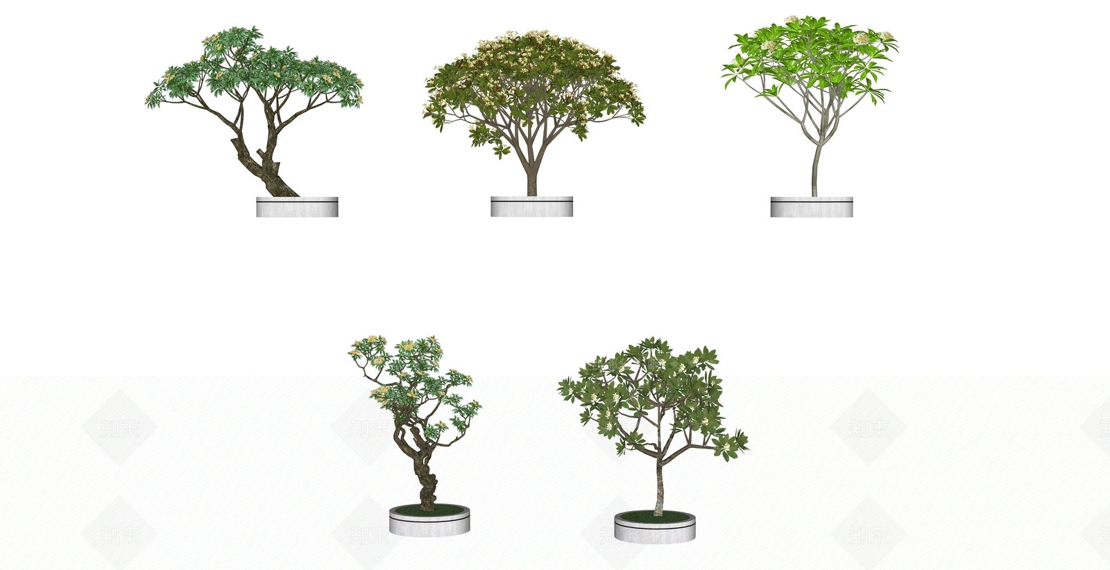 2D鸡蛋花SU模型下载【ID:1153230522】