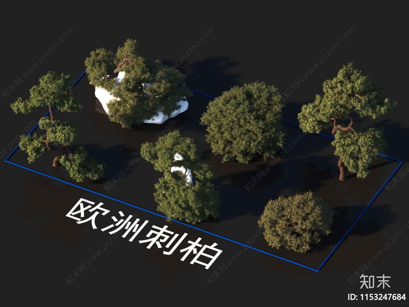 欧洲刺柏3D模型下载【ID:1153247684】