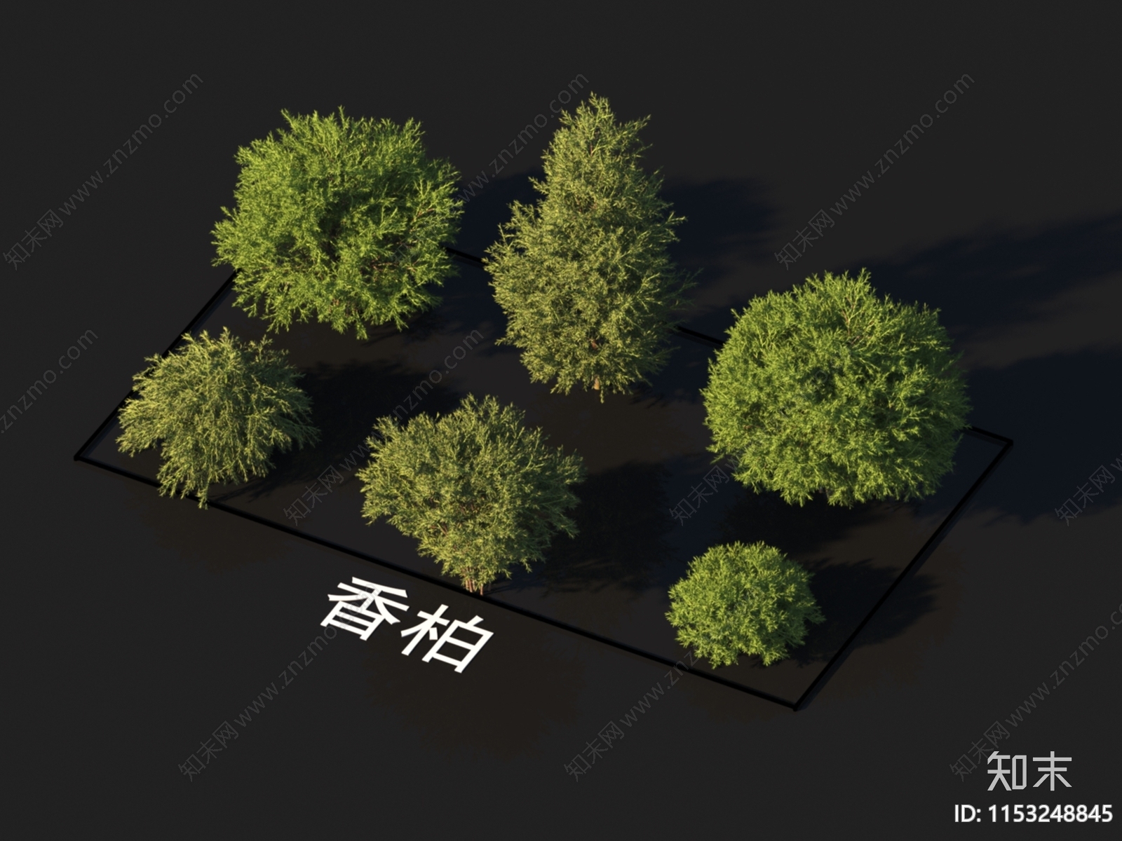 香柏3D模型下载【ID:1153248845】