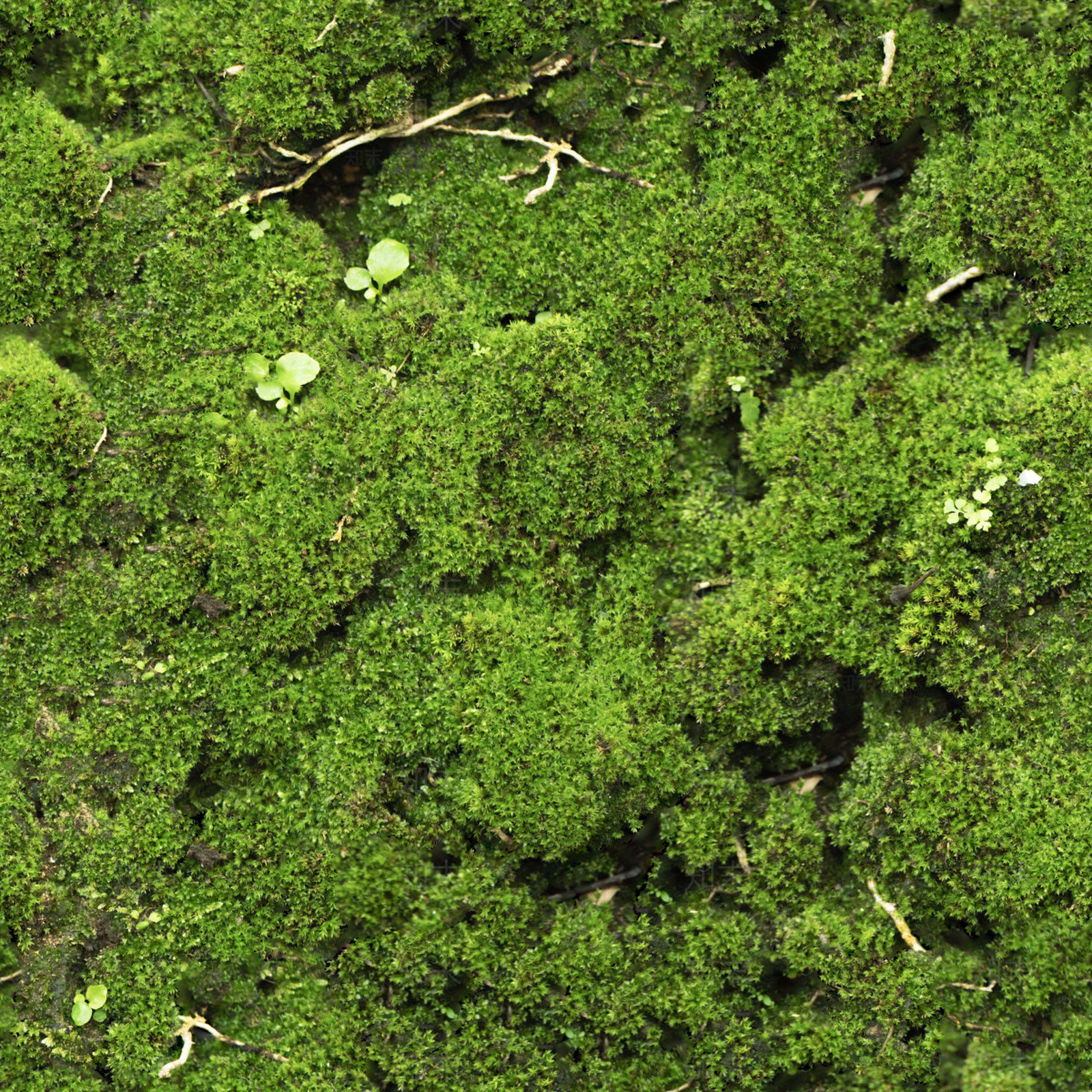 无缝苔藓贴图下载【ID:1153338155】