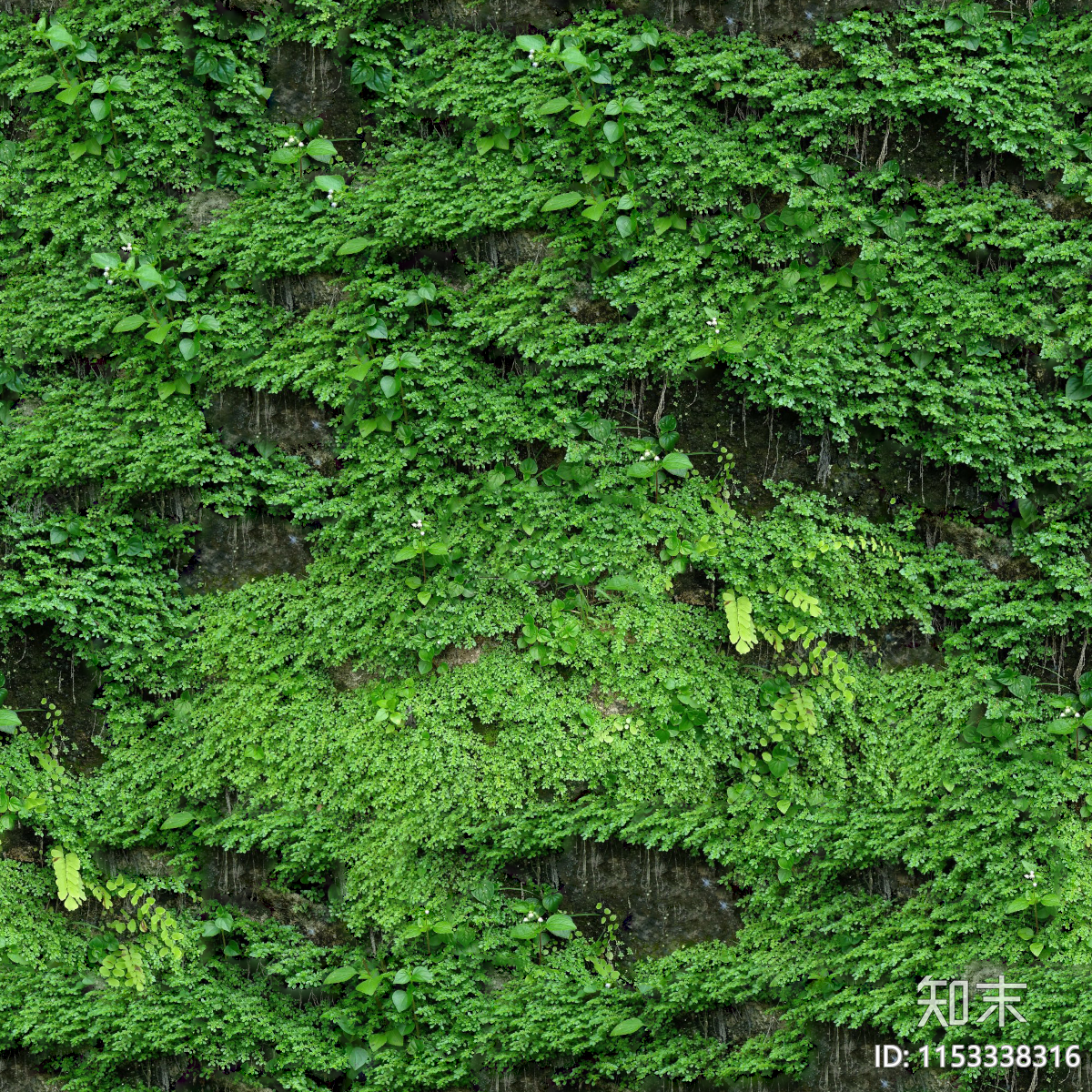 无缝苔藓贴图下载【ID:1153338316】