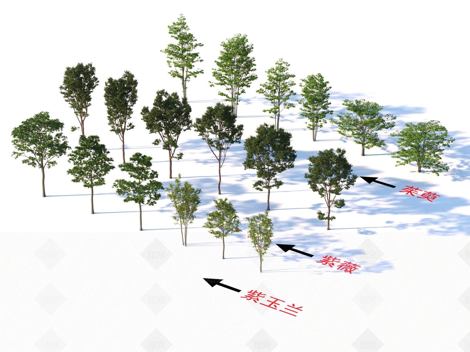 紫玉兰3D模型下载【ID:1153345330】