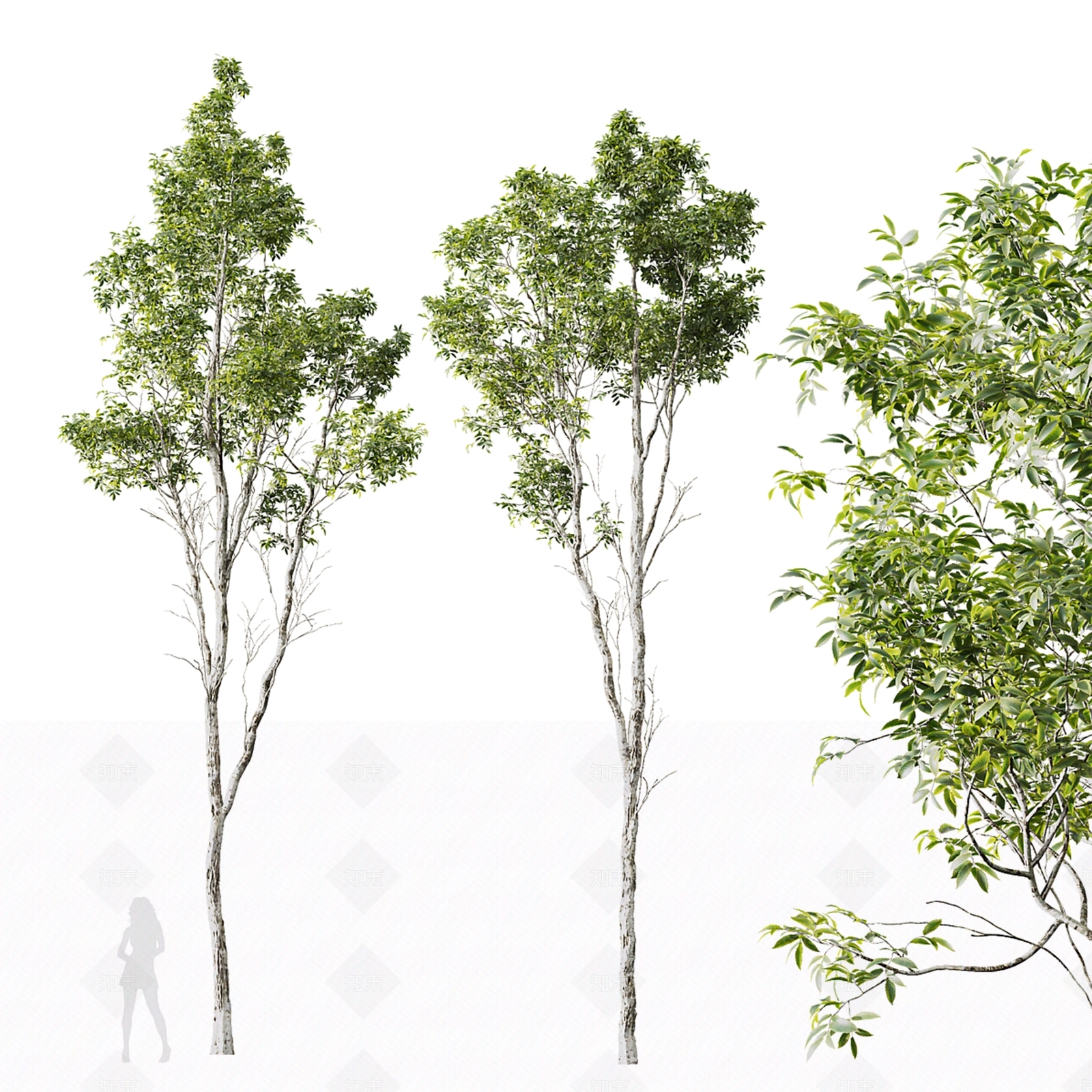 乔木3D模型下载【ID:1153359970】