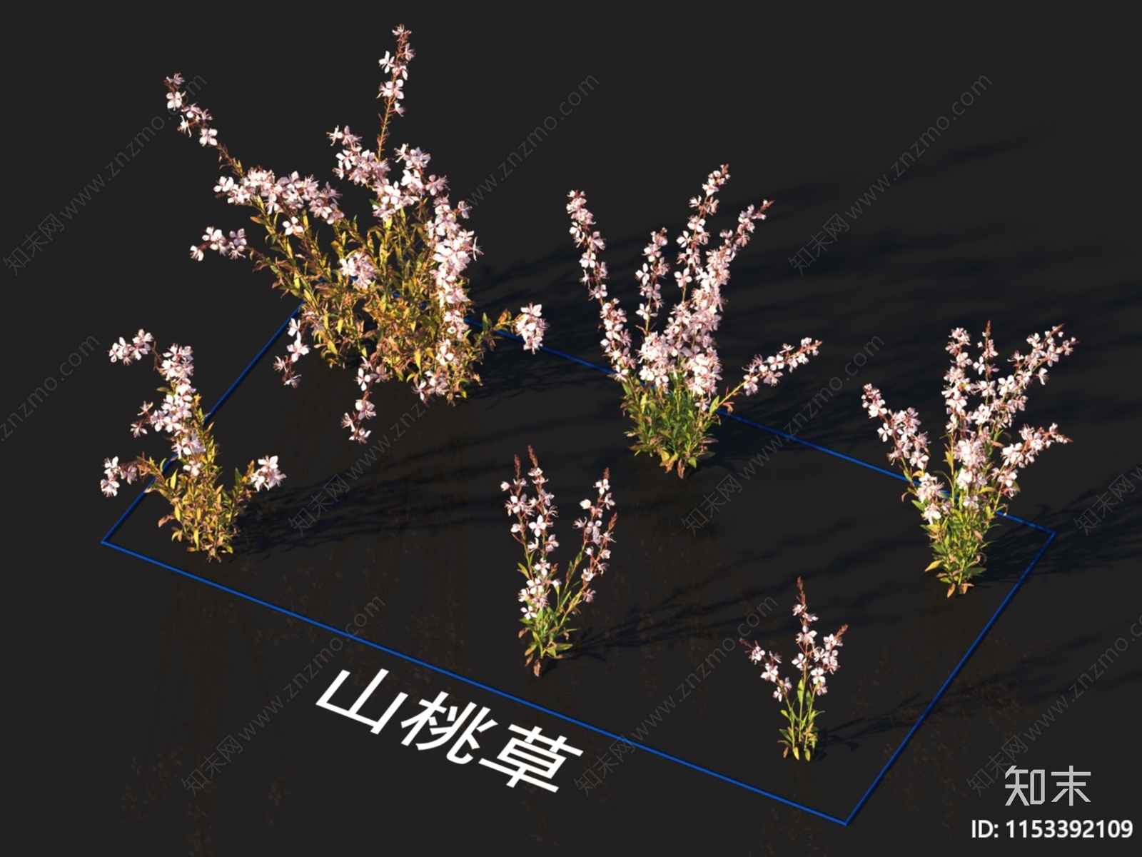 山桃草3D模型下载【ID:1153392109】