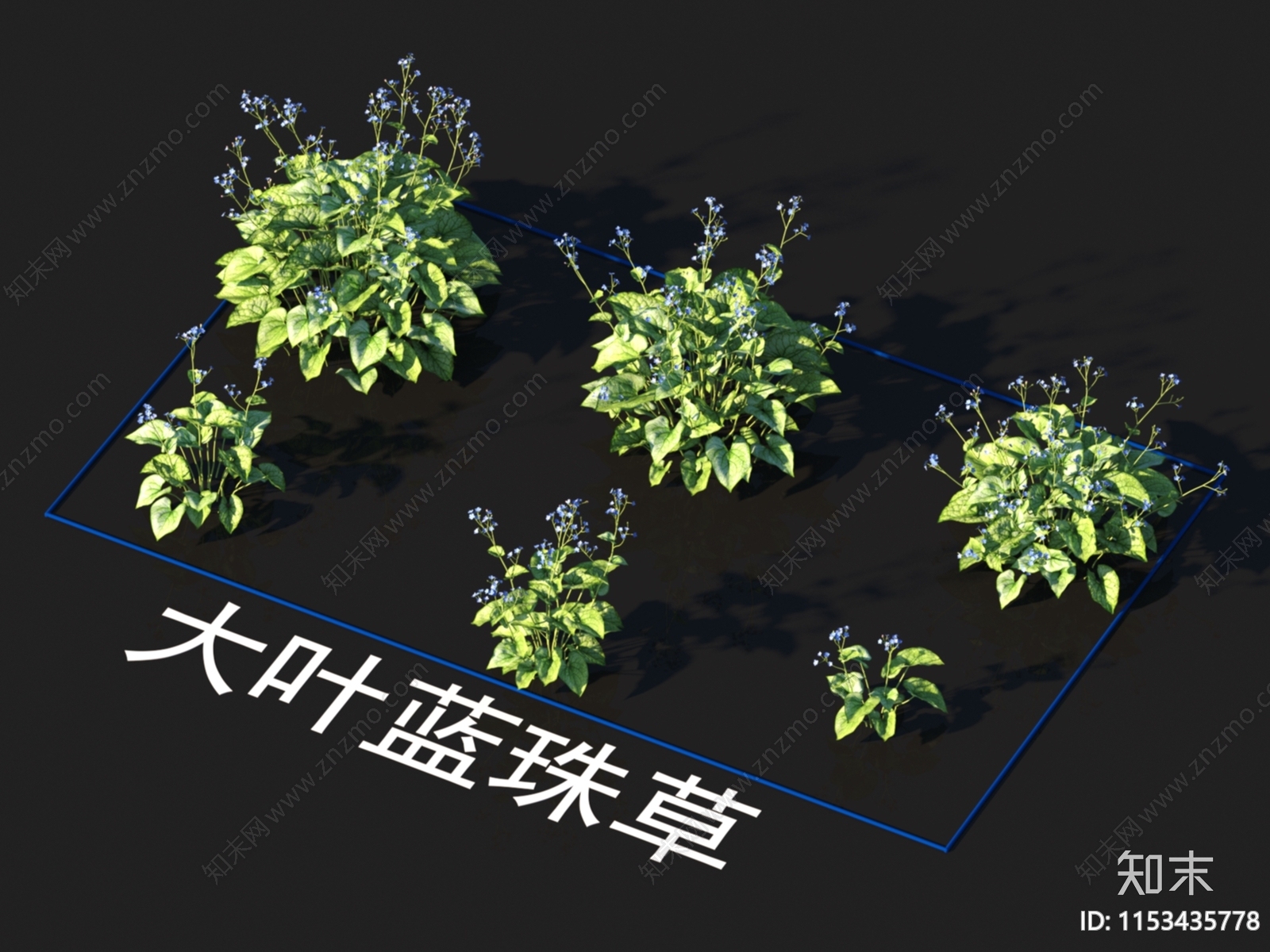 大叶蓝珠草3D模型下载【ID:1153435778】