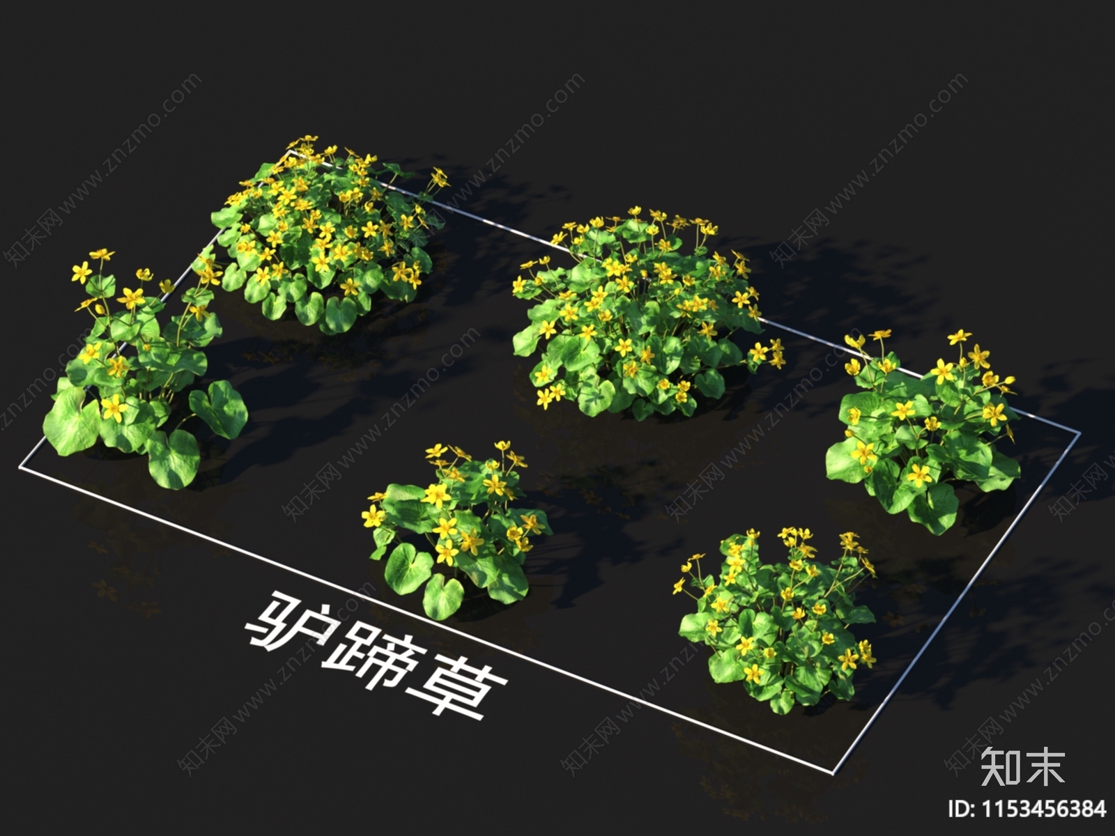 驴蹄草3D模型下载【ID:1153456384】