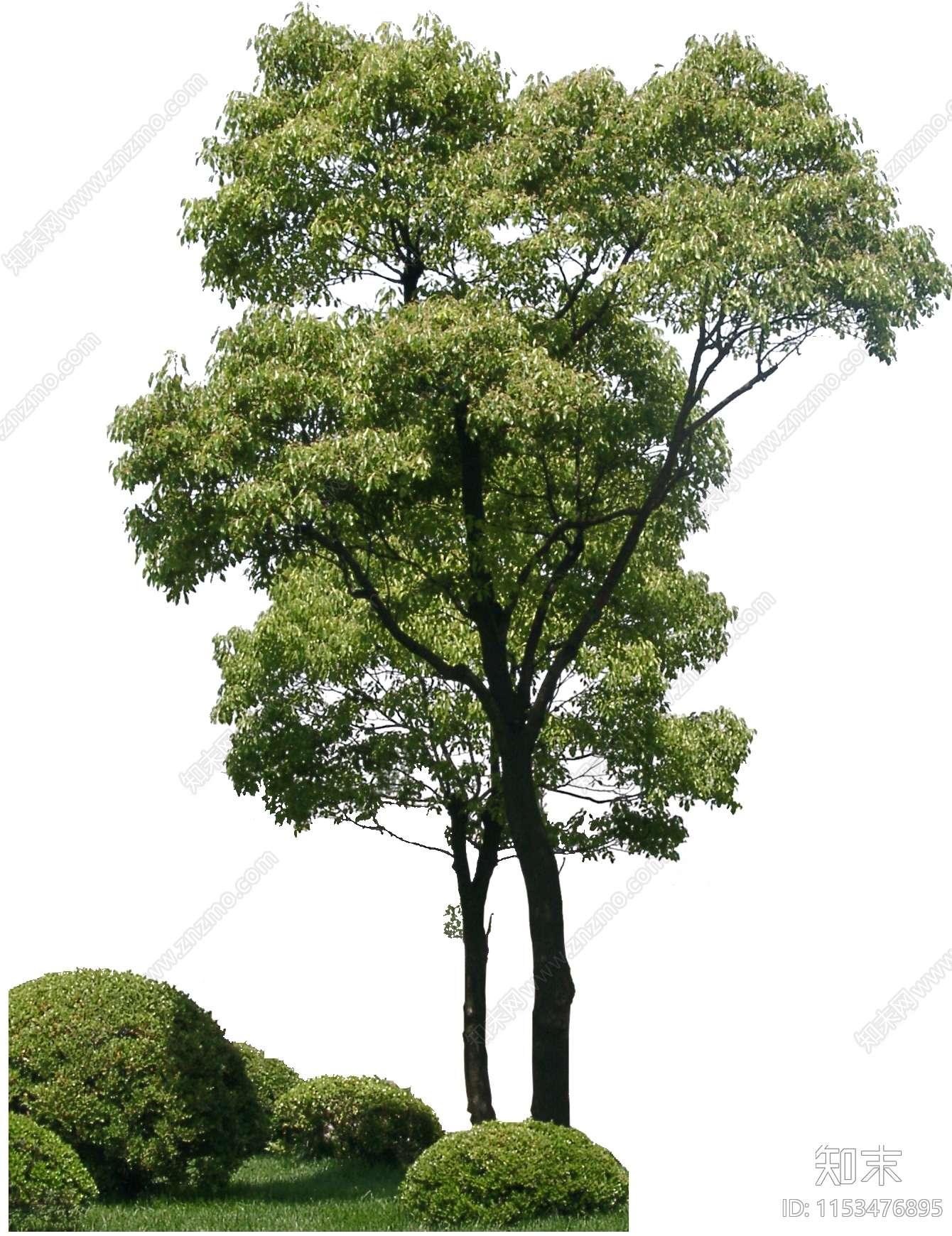 乔木设计素材精品下载_知末网